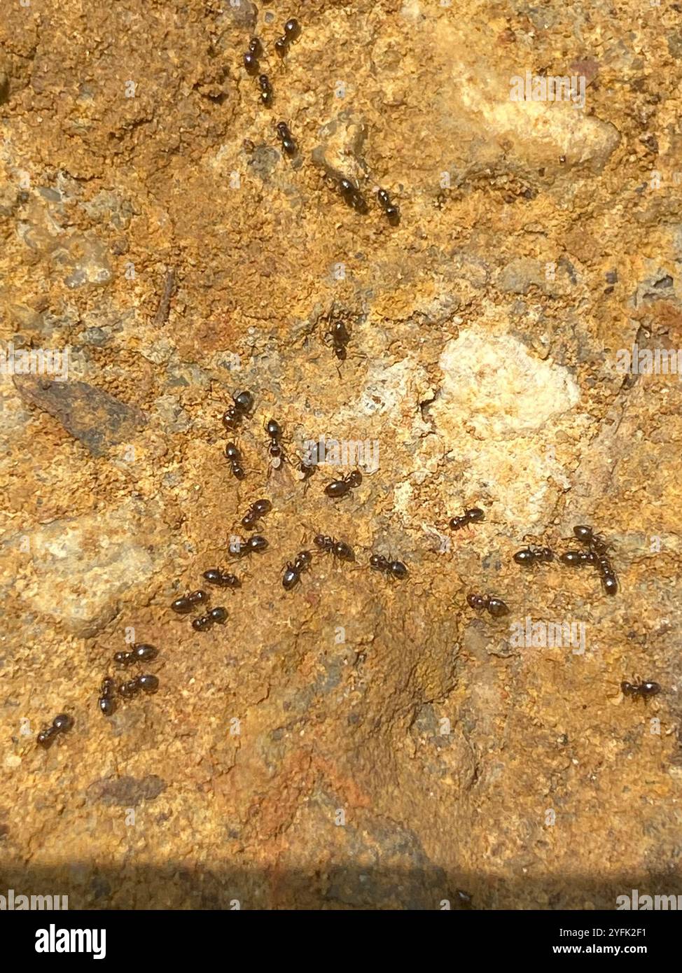Dark Rover Ant Brachymyrmex hi-res stock photography and images - Alamy