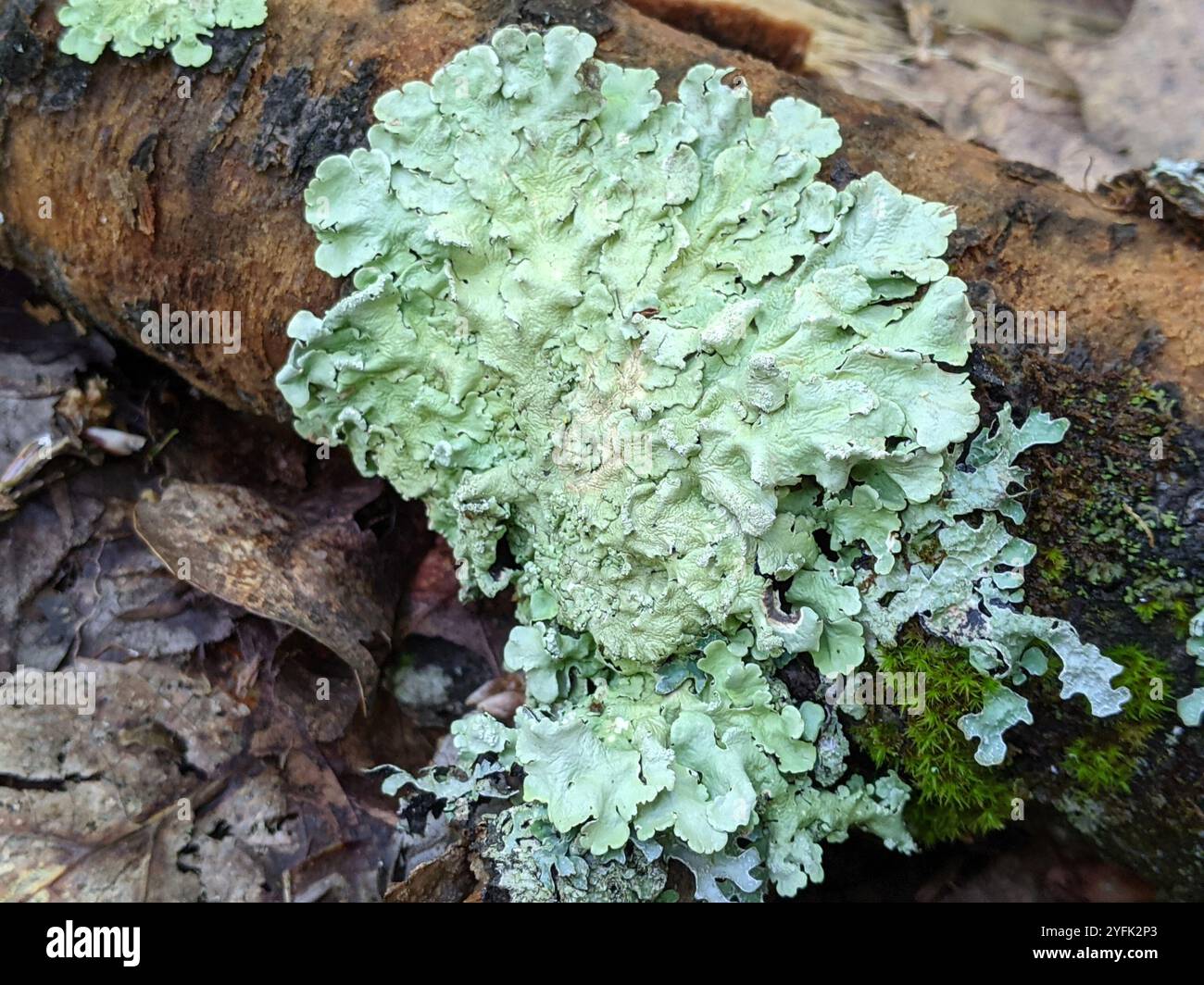 greenshield lichens (Flavoparmelia) Stock Photo