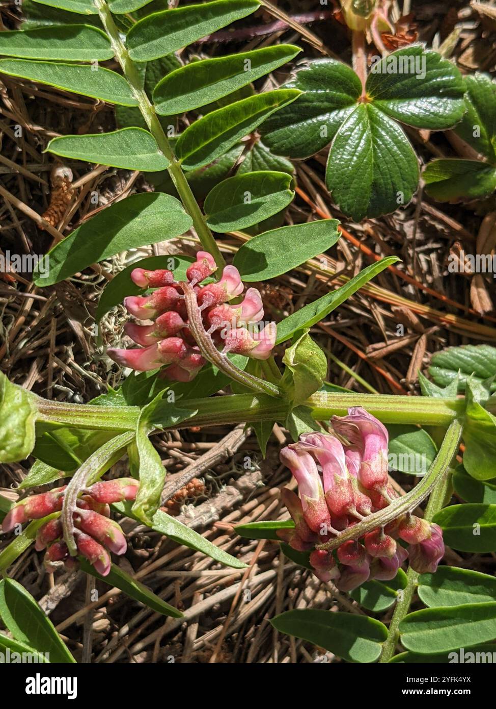 giant vetch (Vicia gigantea Stock Photo - Alamy