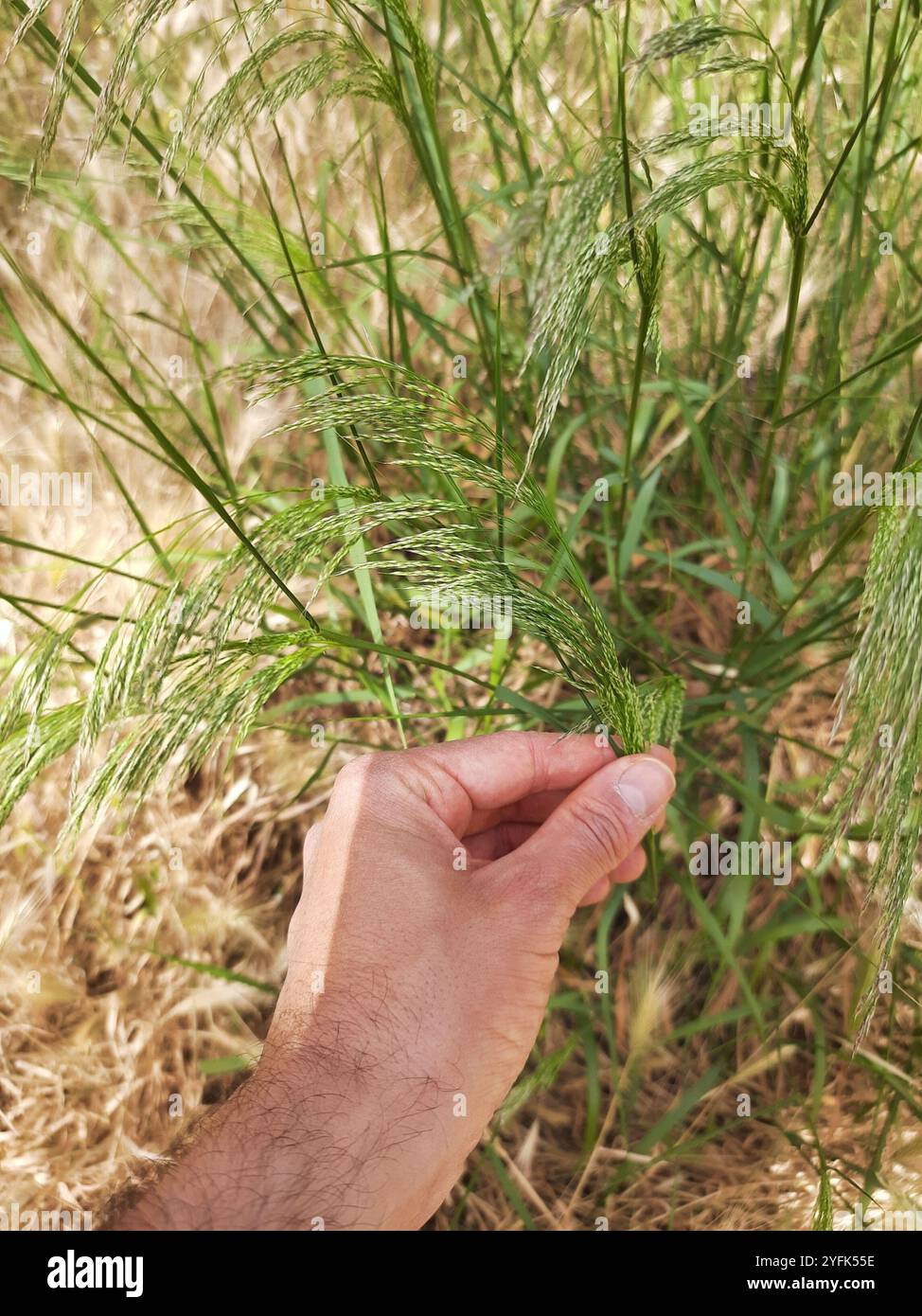 Smilo Smilo Grass (Oloptum miliaceum Stock Photo - Alamy