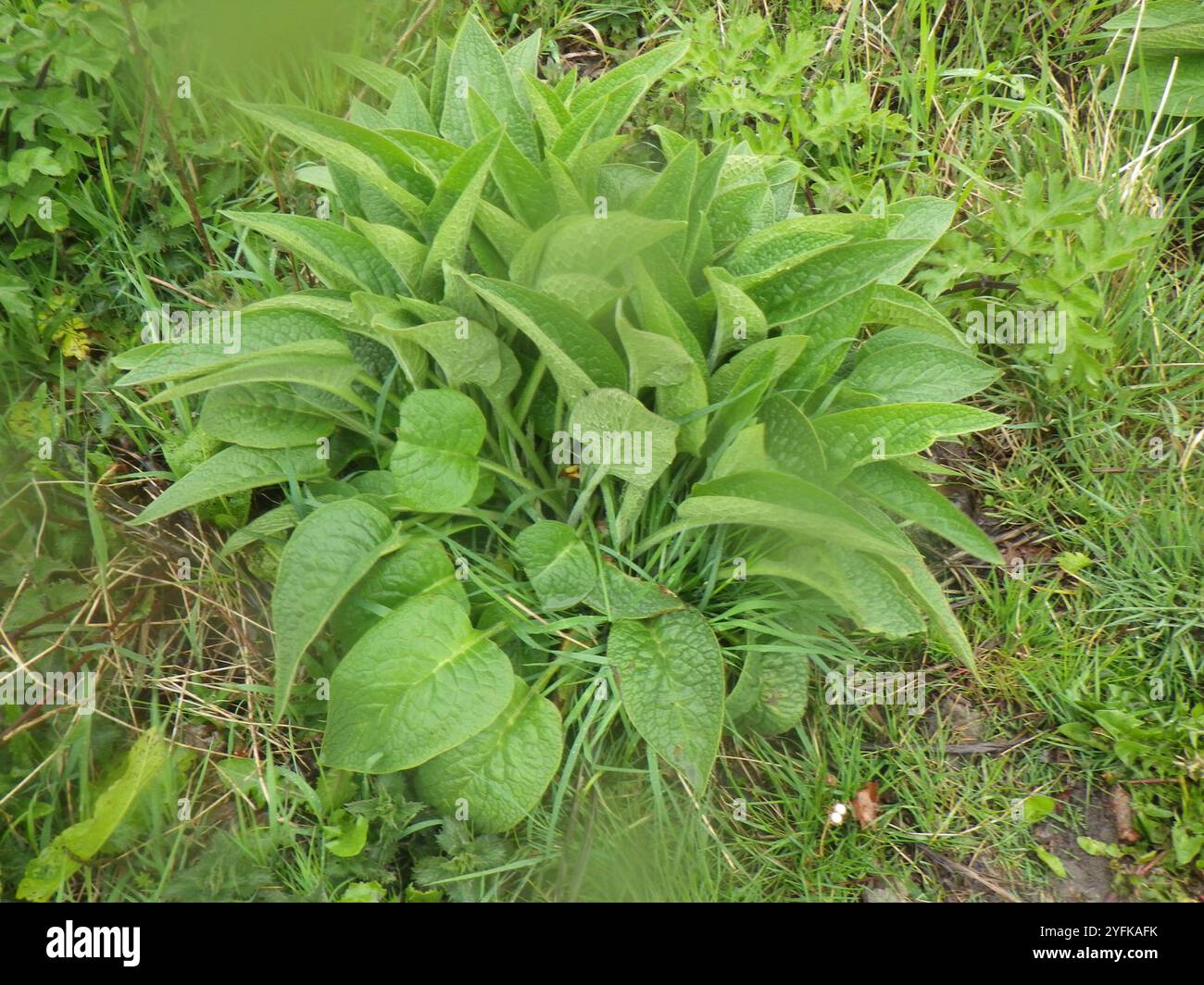 common comfrey (Symphytum officinale Stock Photo - Alamy