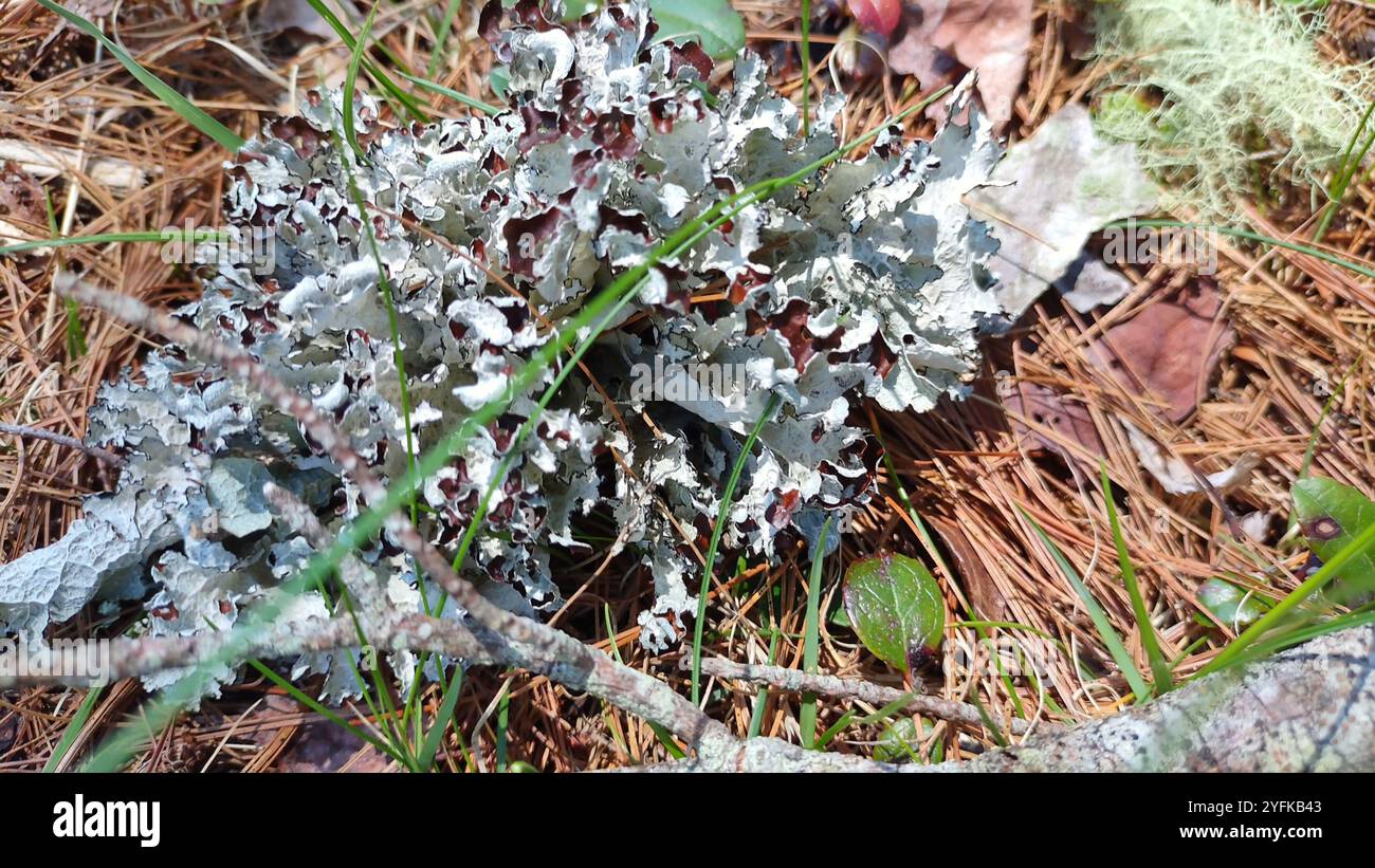 Crumpled rag lichen hi-res stock photography and images - Alamy