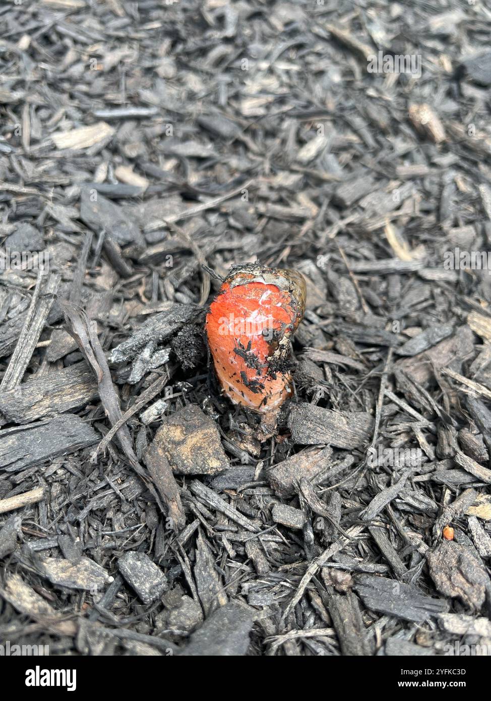 devil's dipstick (Mutinus elegans Stock Photo - Alamy