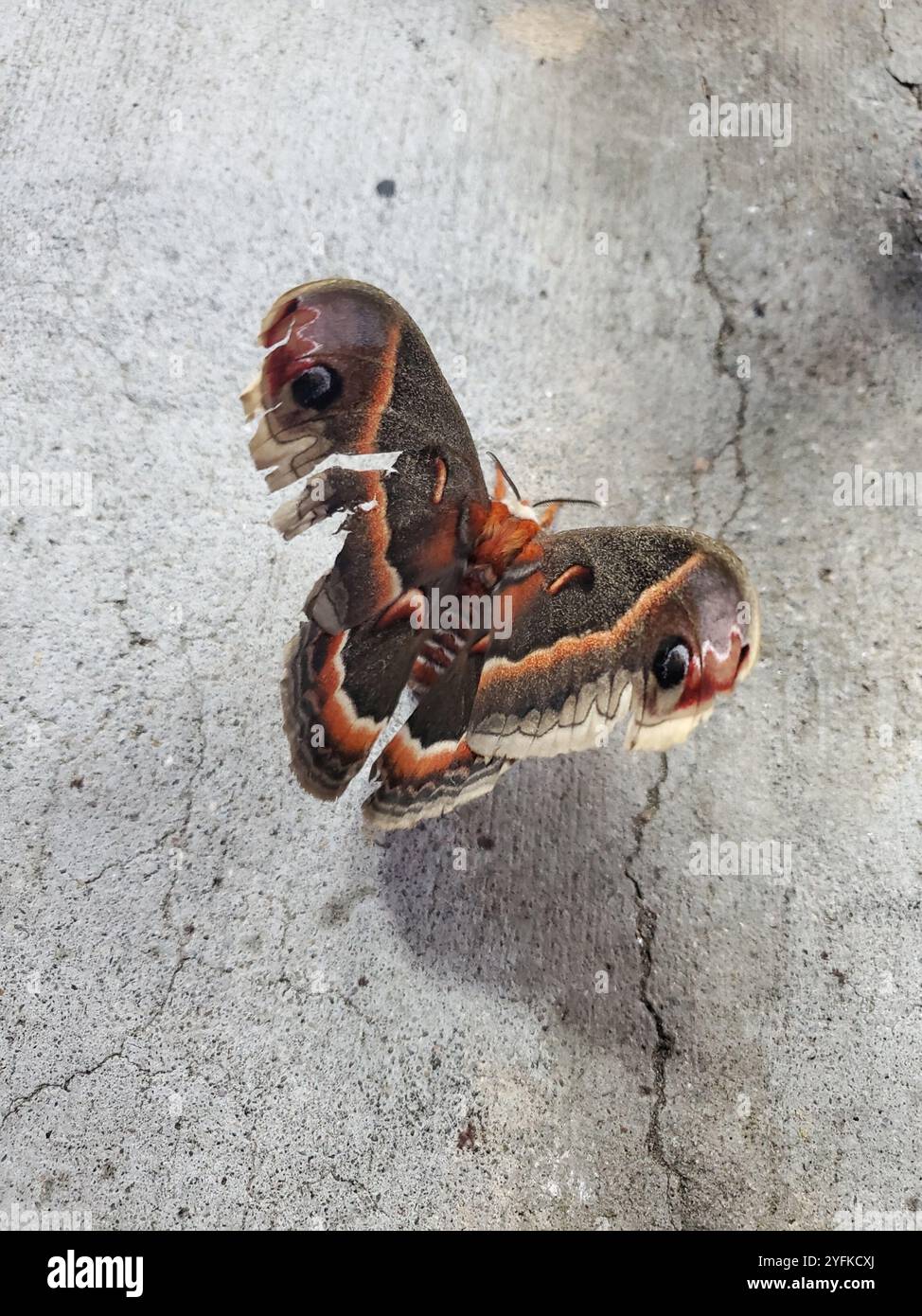 Cecropia Moth (Hyalophora cecropia Stock Photo - Alamy