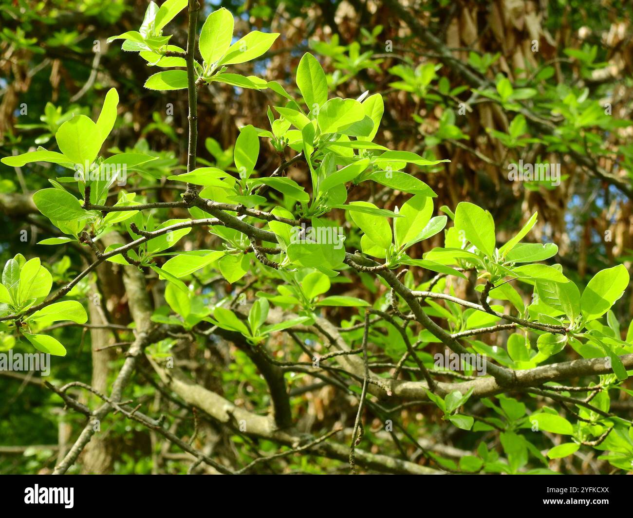 Black Tupelo (Nyssa sylvatica Stock Photo Alamy — free download