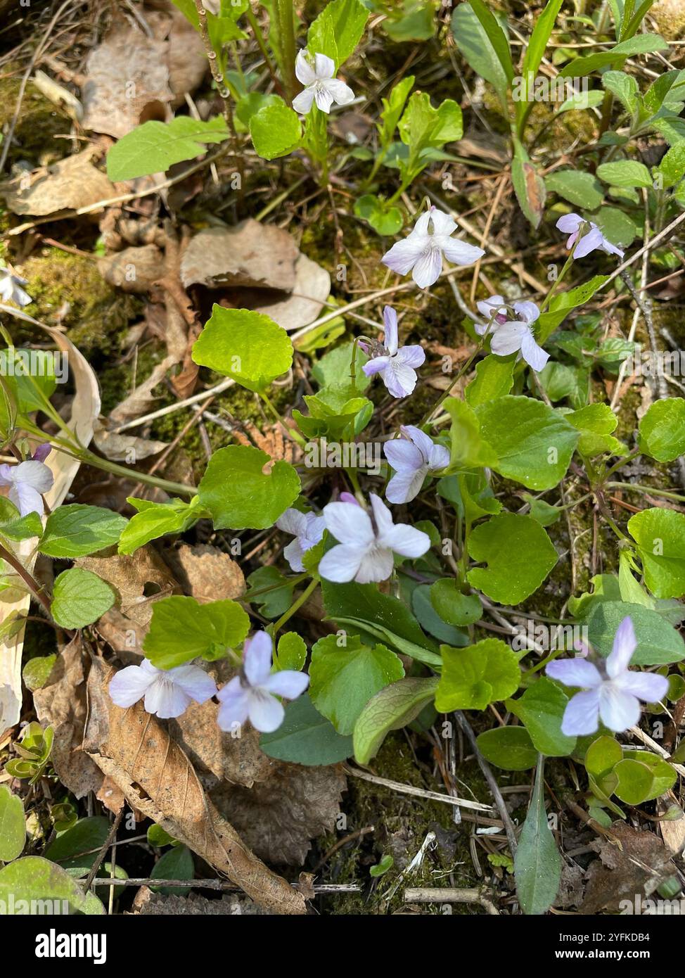 Labrador Violet Invasive Labradorica hi-res stock photography and images - Alamy