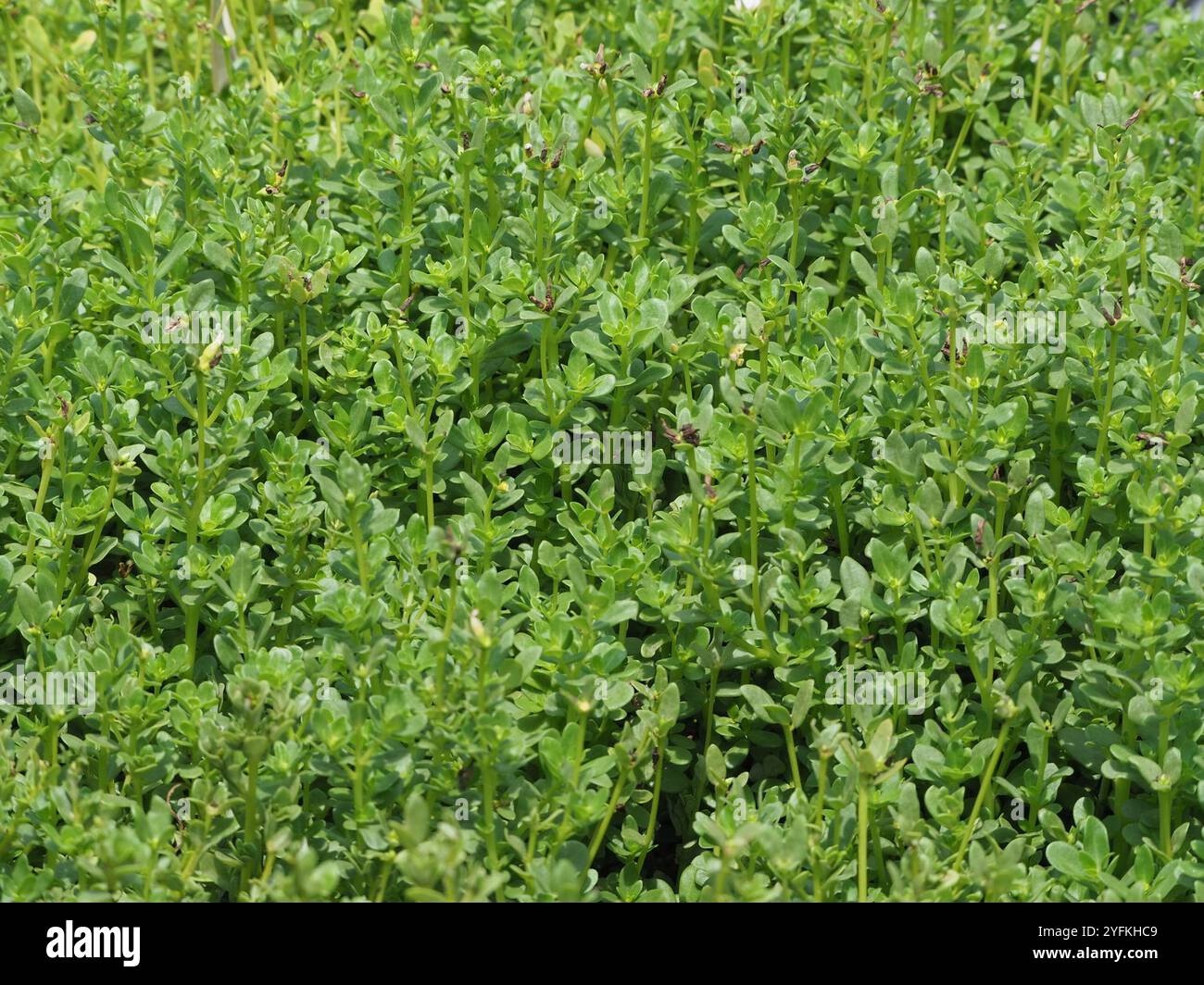 wingpod purslane (Portulaca umbraticola Stock Photo - Alamy