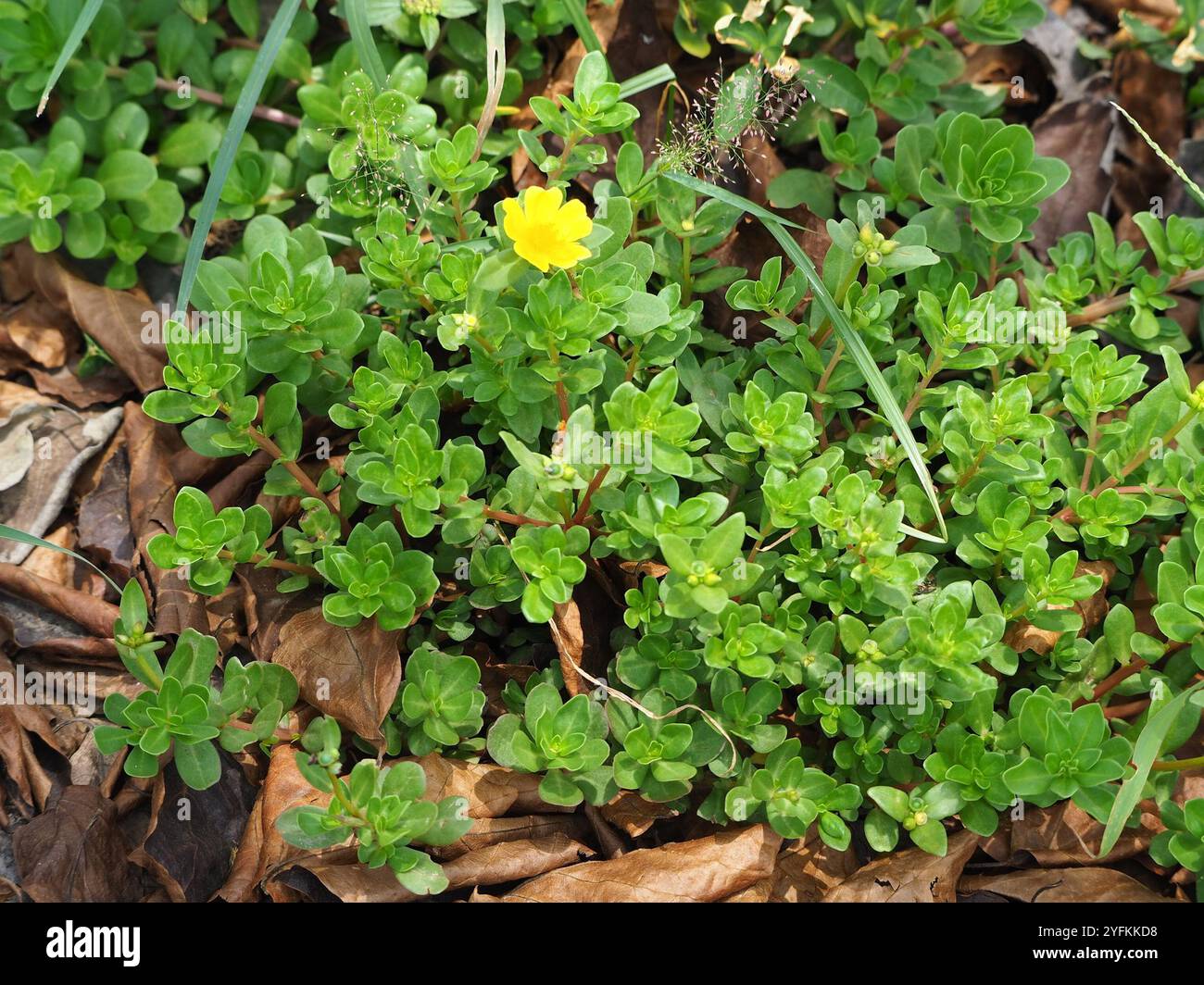 wingpod purslane (Portulaca umbraticola Stock Photo - Alamy