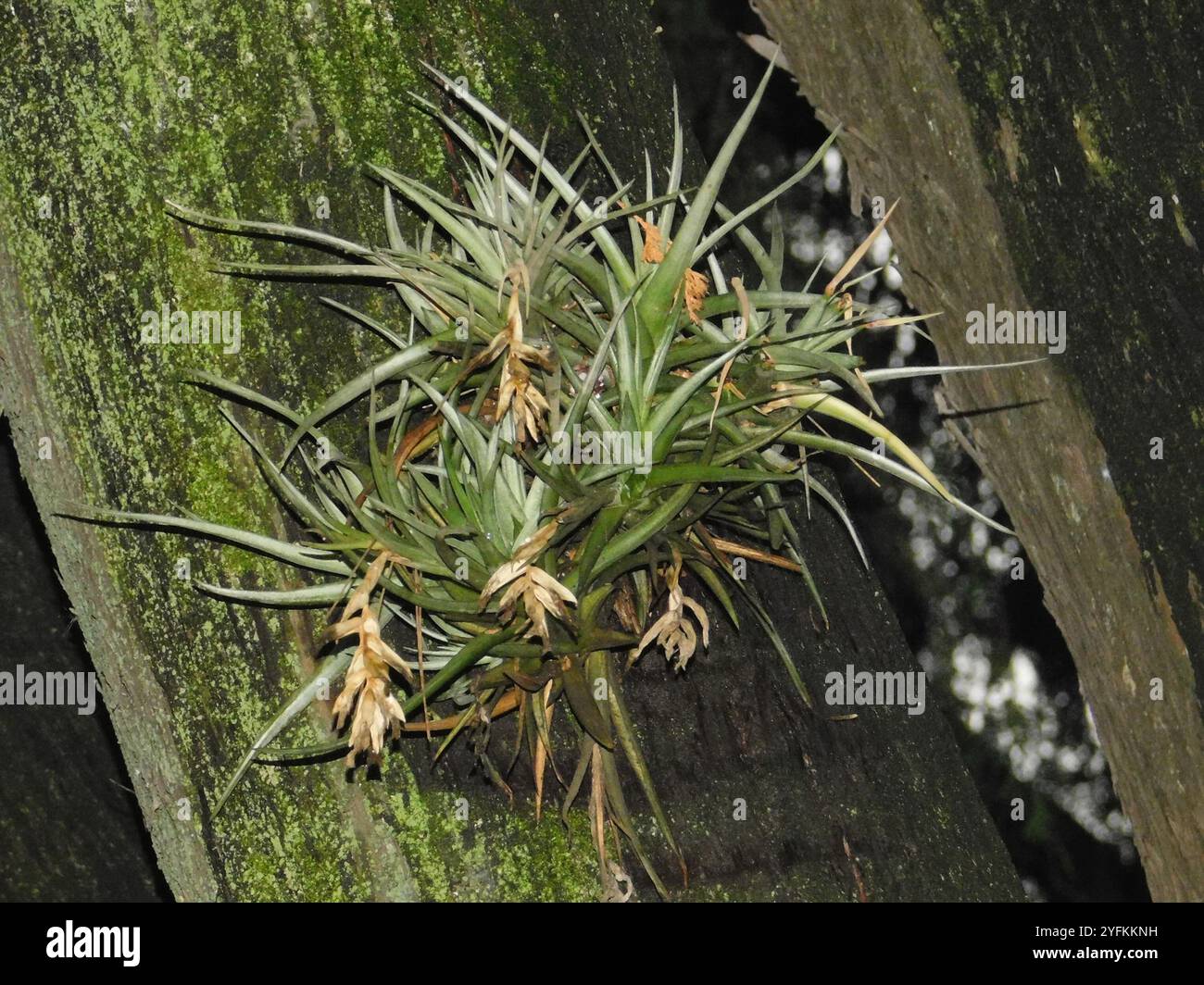 Tillandsia tillandsia aeranthos hi-res stock photography and images - Alamy