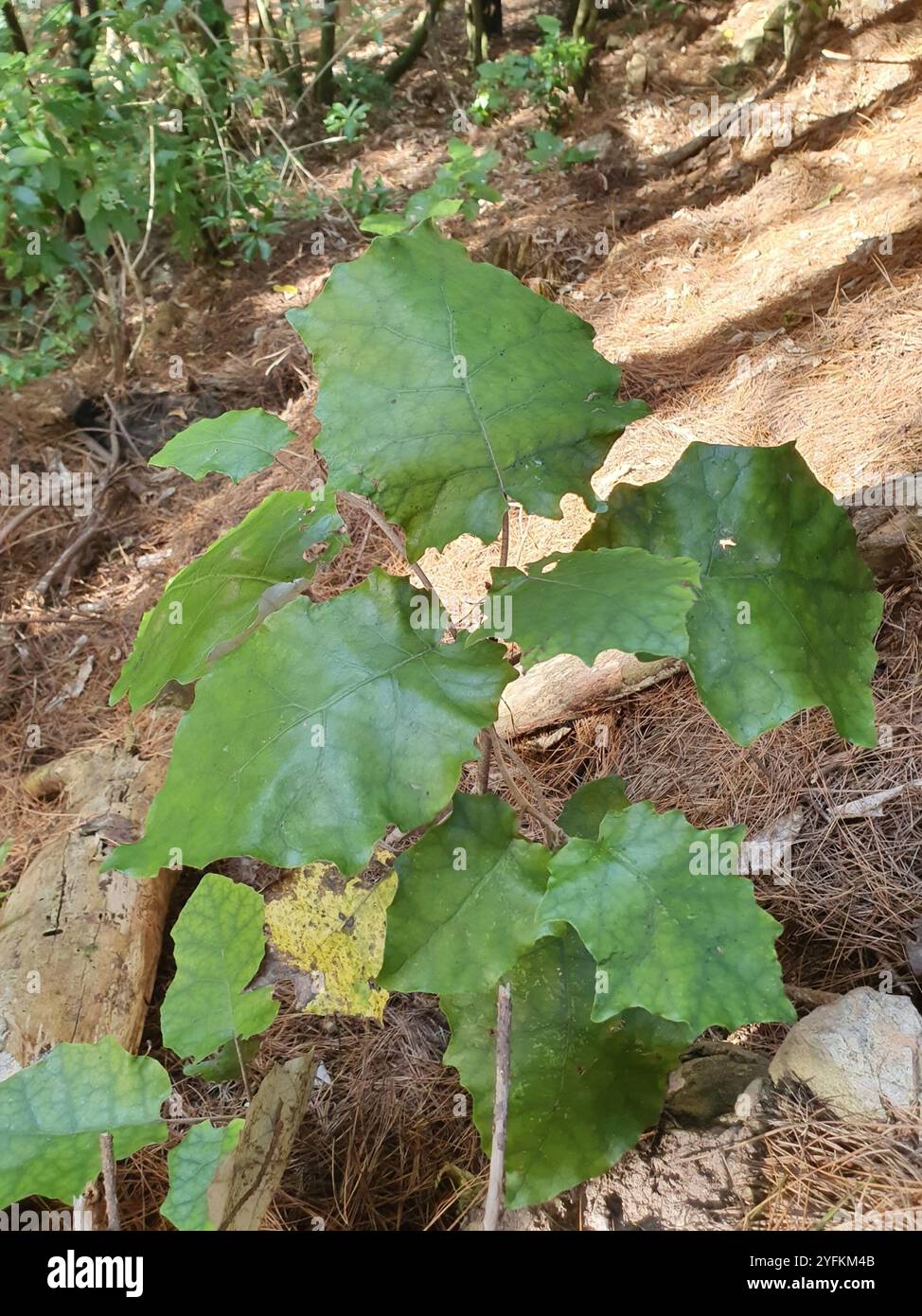 Rangiora (Brachyglottis repanda Stock Photo - Alamy