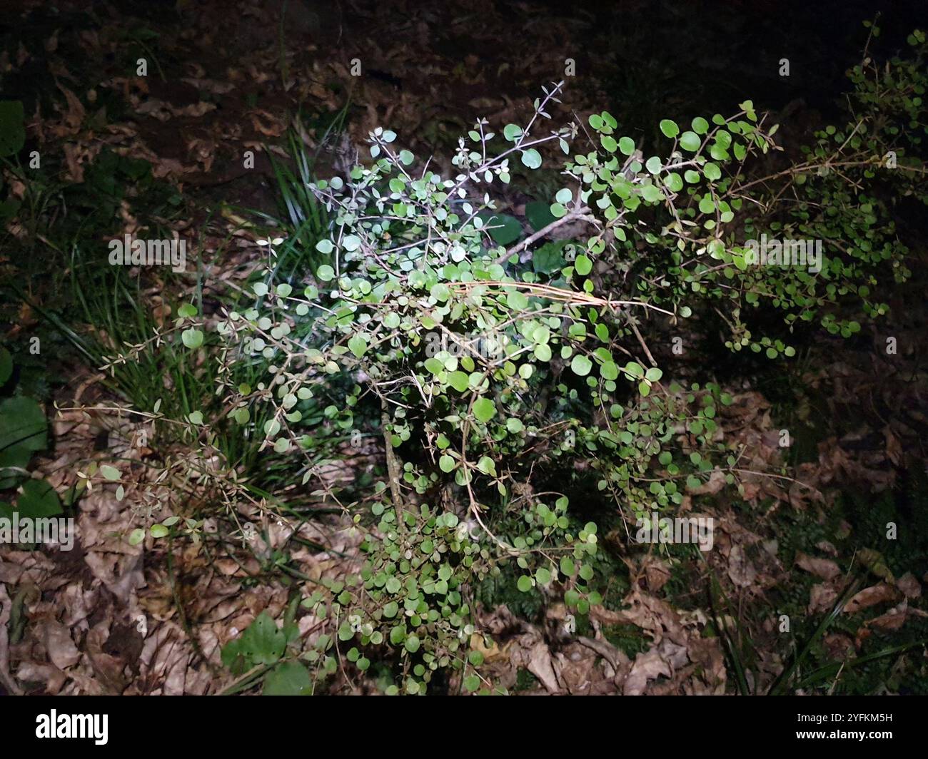 Twiggy coprosma (Coprosma rhamnoides Stock Photo - Alamy