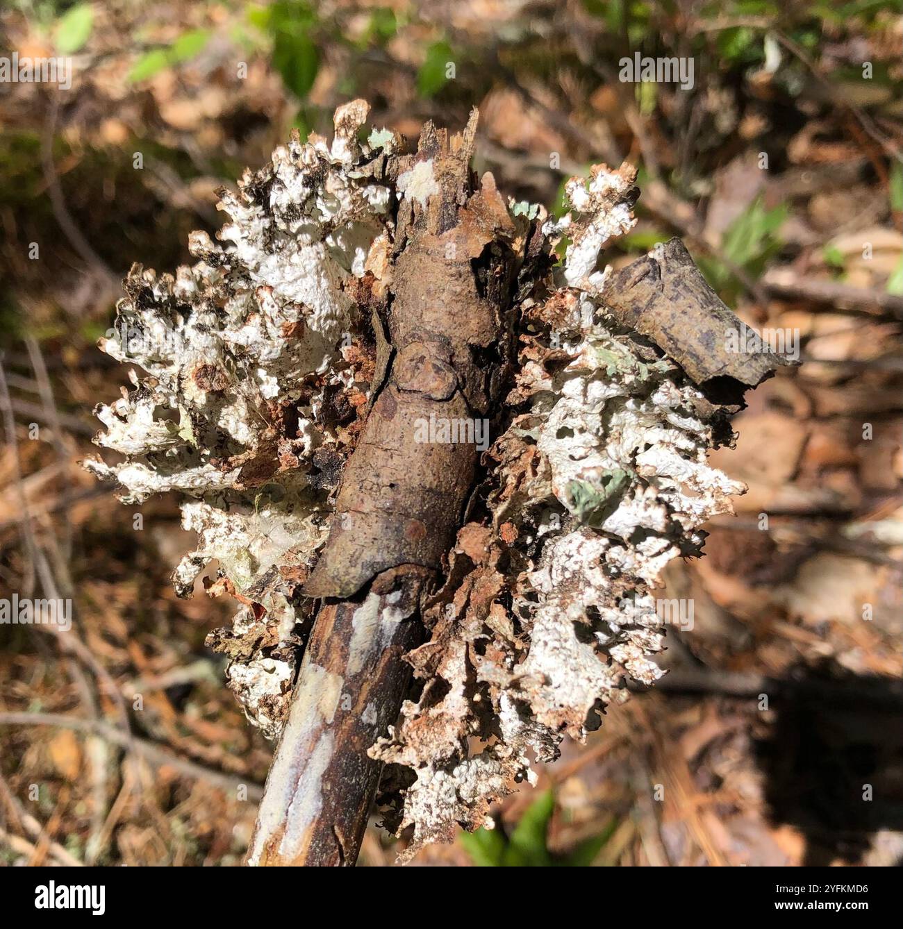 Crumpled Rag Lichen (Platismatia tuckermanii Stock Photo - Alamy