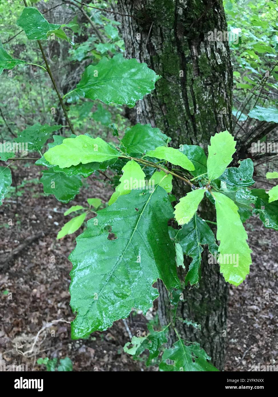 chinkapin oak (Quercus muehlenbergii Stock Photo - Alamy