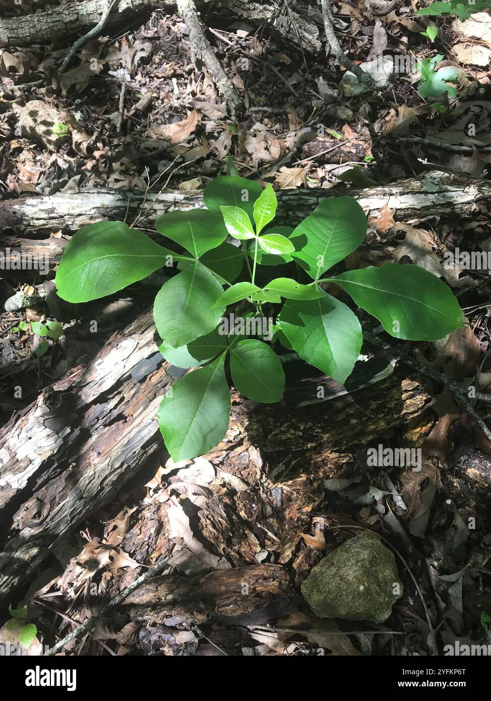 common hoptree (Ptelea trifoliata Stock Photo - Alamy
