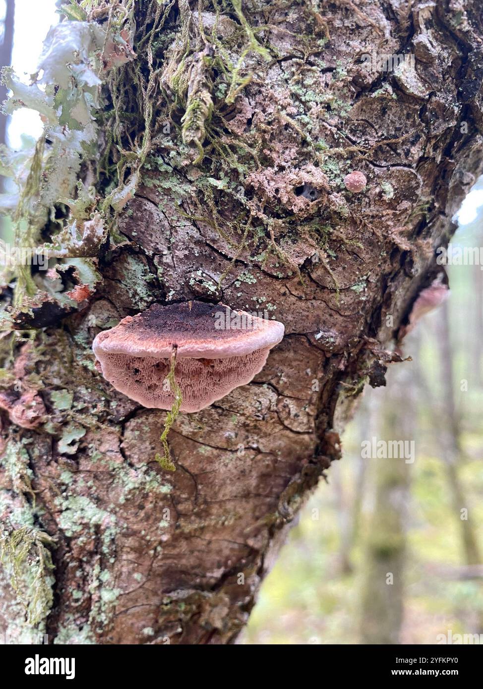 Rosy Conk (Fomitopsis cajanderi Stock Photo - Alamy