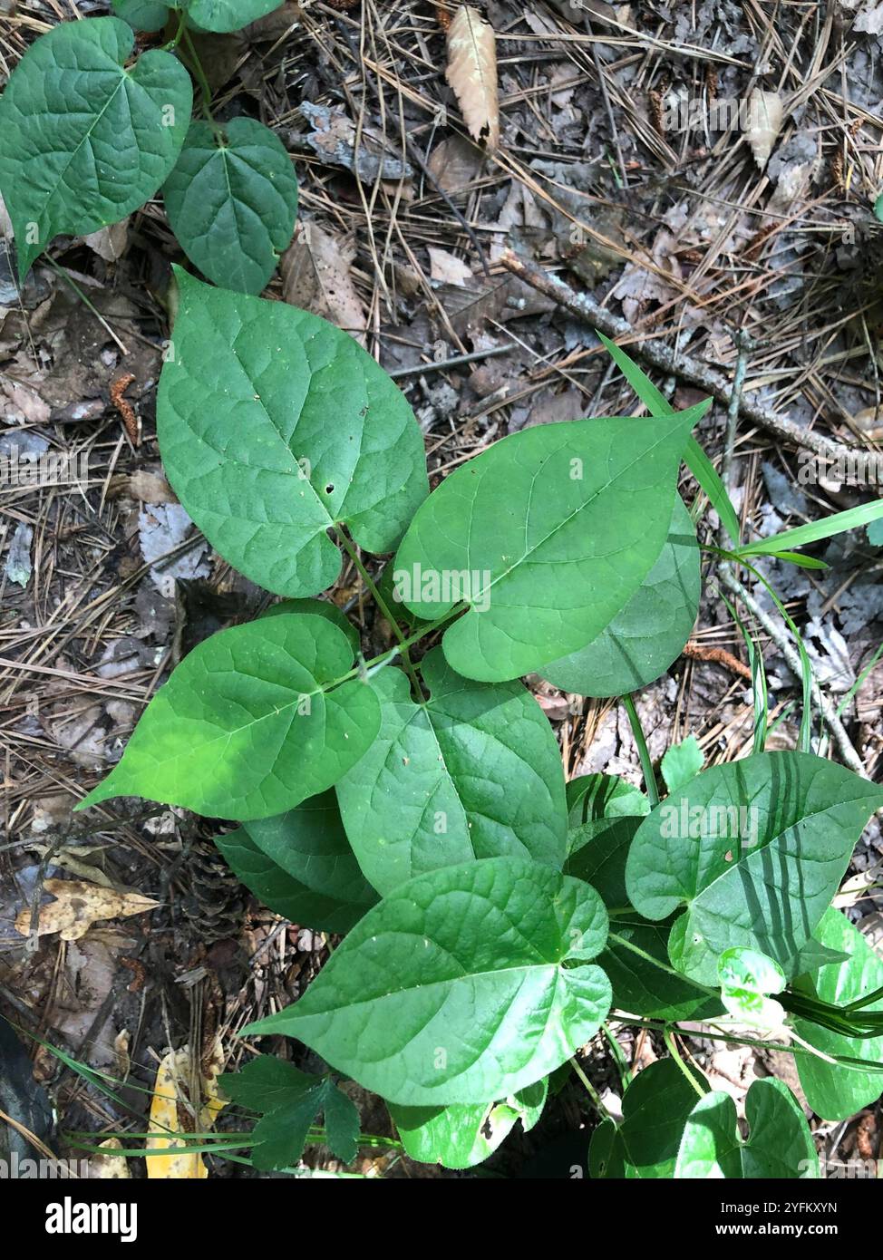 Anglepod (Gonolobus suberosus Stock Photo - Alamy