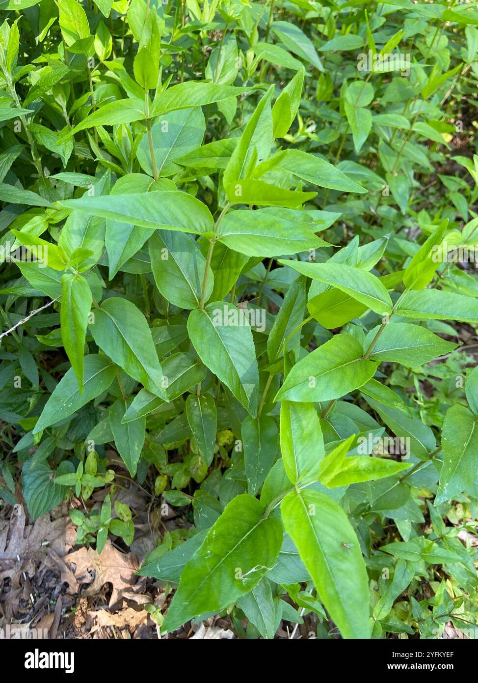 mountain mints (Pycnanthemum) Stock Photo