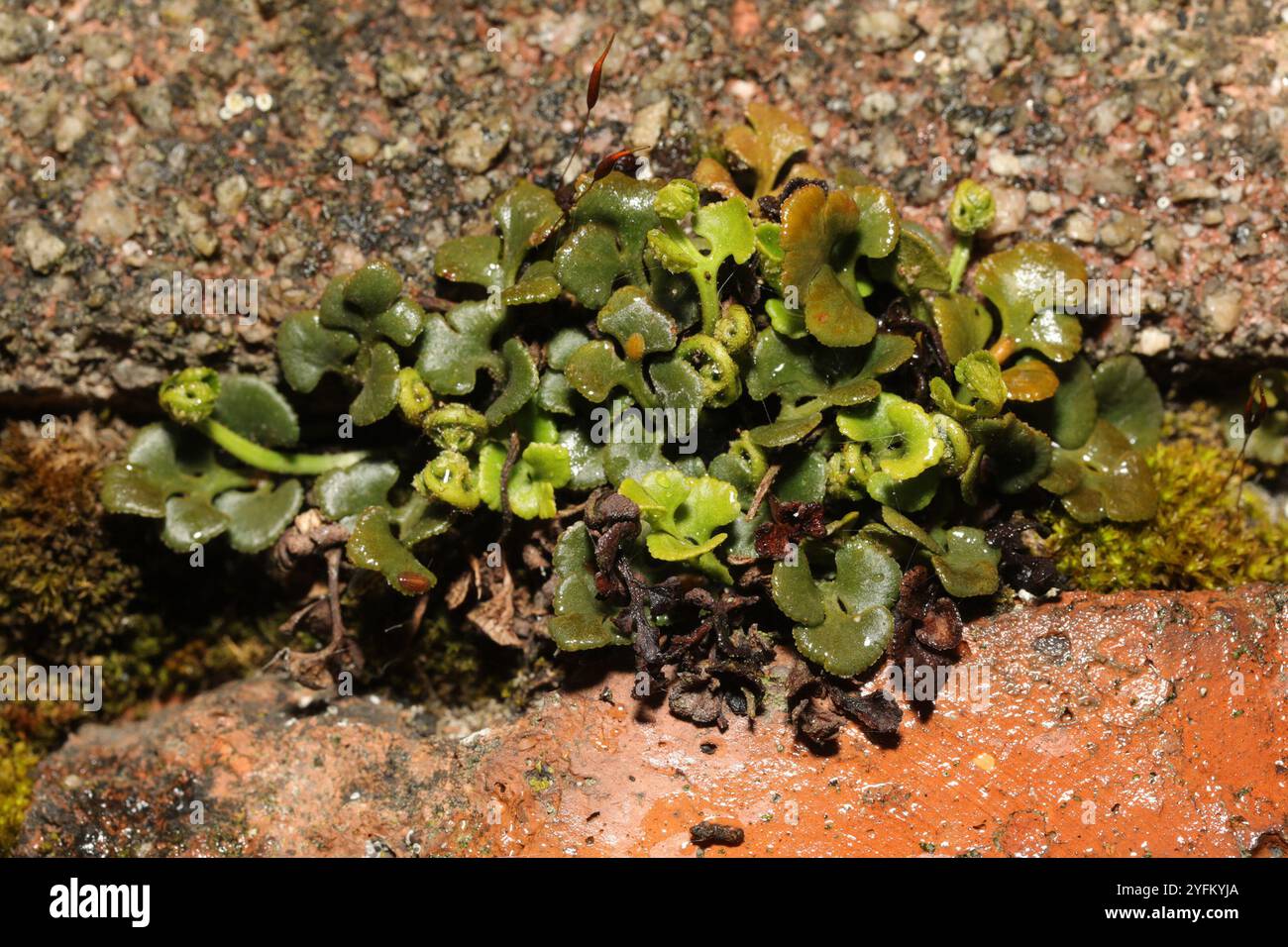 wall-rue (Asplenium ruta-muraria Stock Photo - Alamy