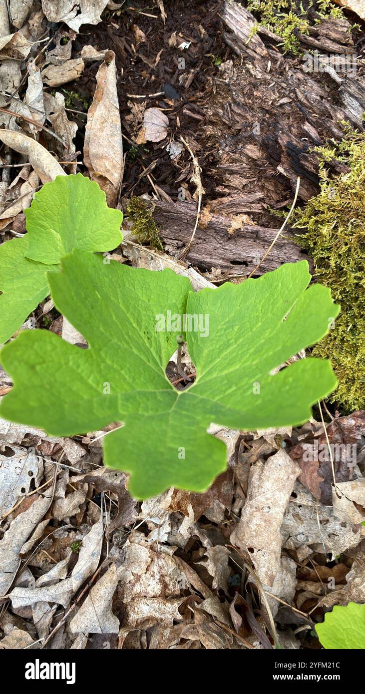 bloodroot (Sanguinaria canadensis Stock Photo - Alamy