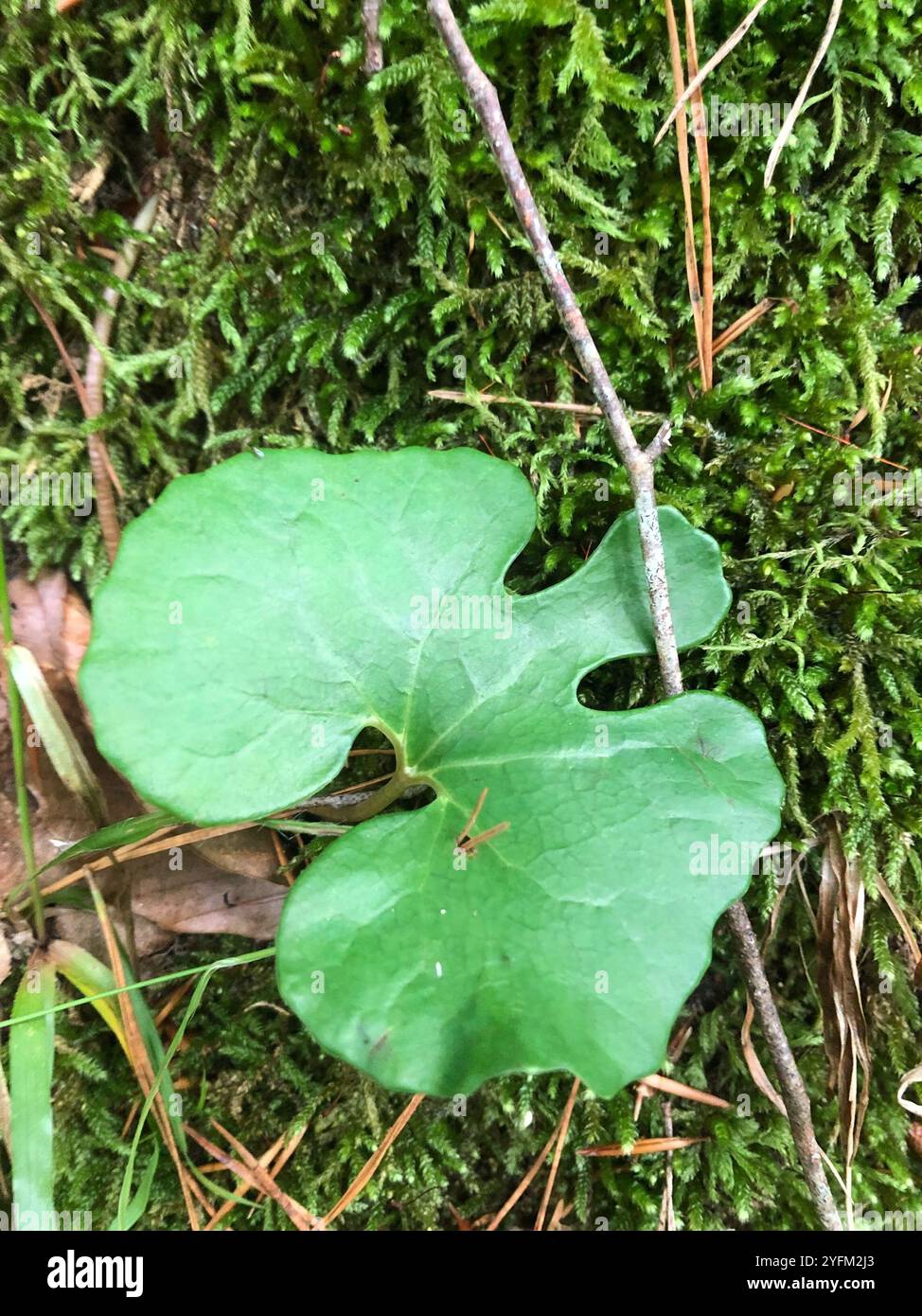 bloodroot (Sanguinaria canadensis Stock Photo - Alamy