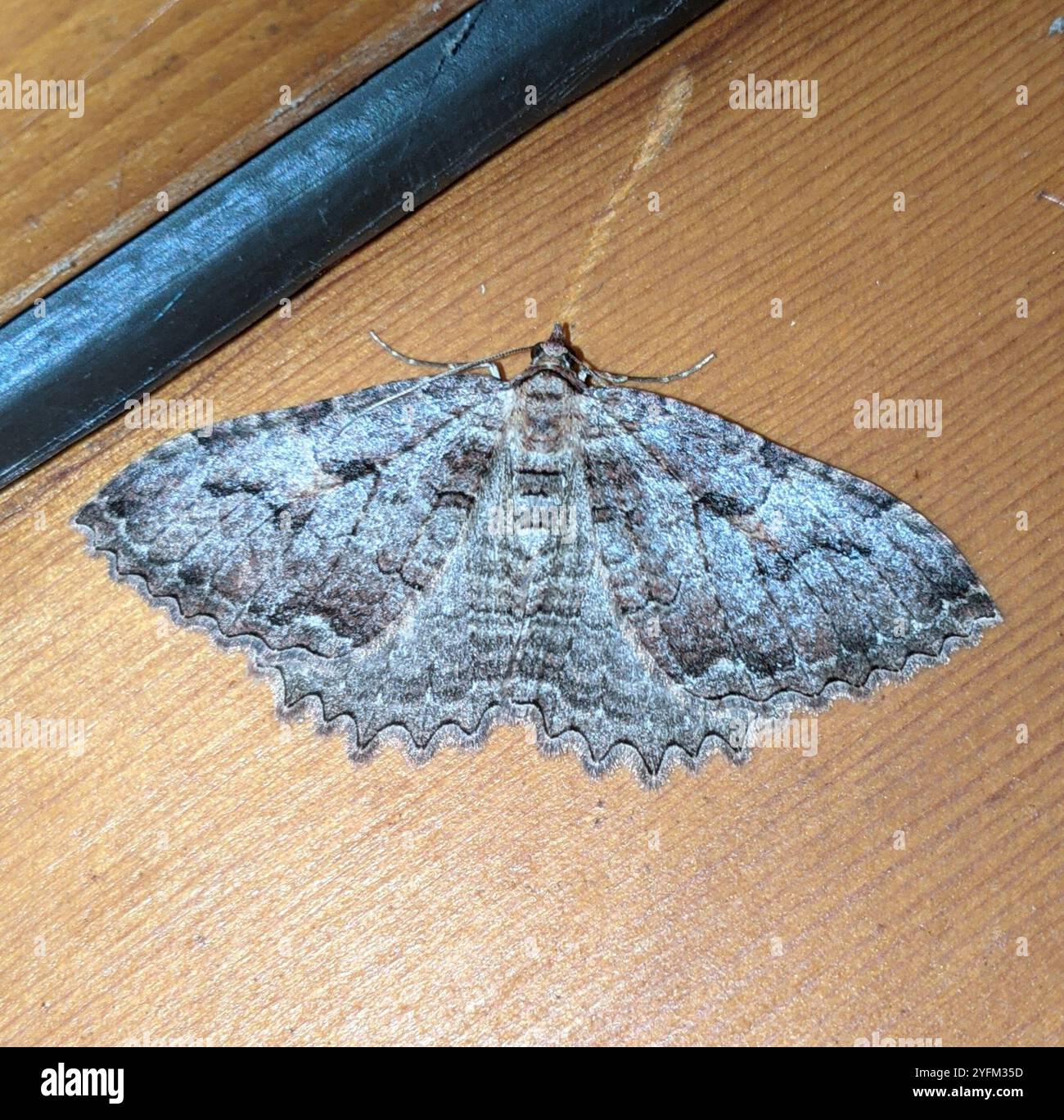 Triphosa haesitata hi-res stock photography and images - Alamy