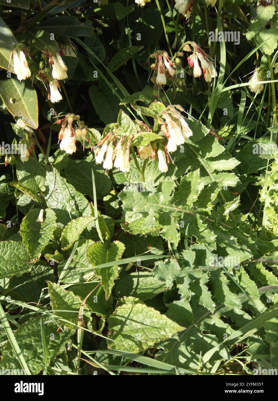 common comfrey (Symphytum officinale Stock Photo - Alamy