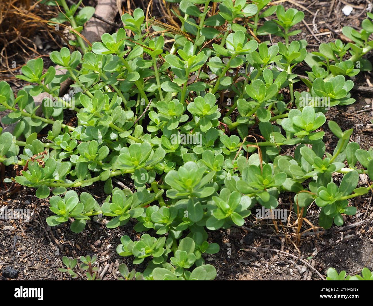 wingpod purslane (Portulaca umbraticola Stock Photo - Alamy