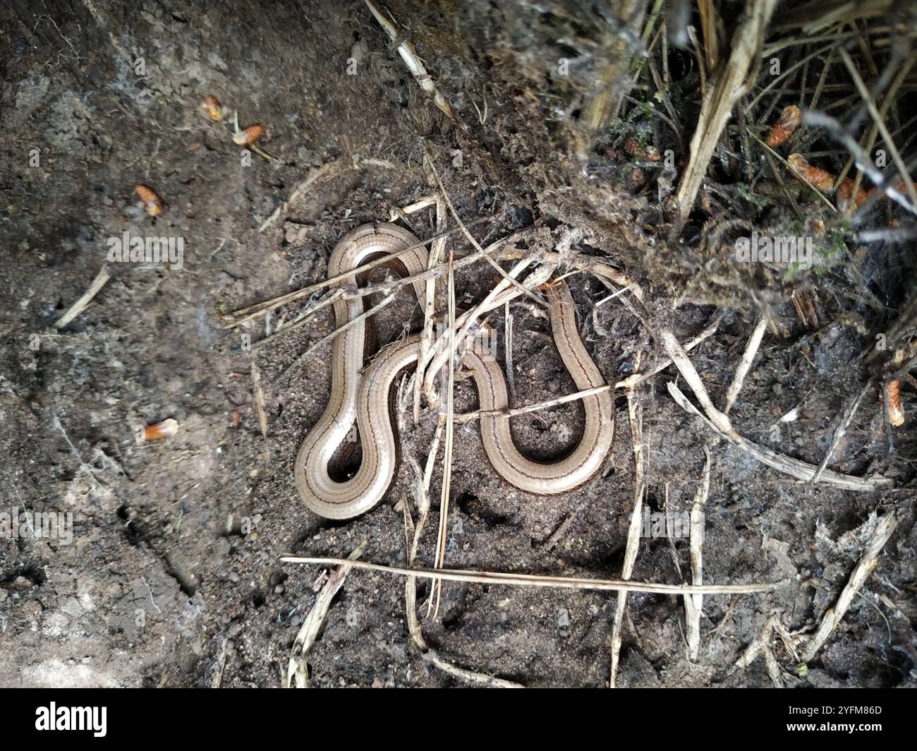 Common Slowworm (Anguis fragilis Stock Photo - Alamy