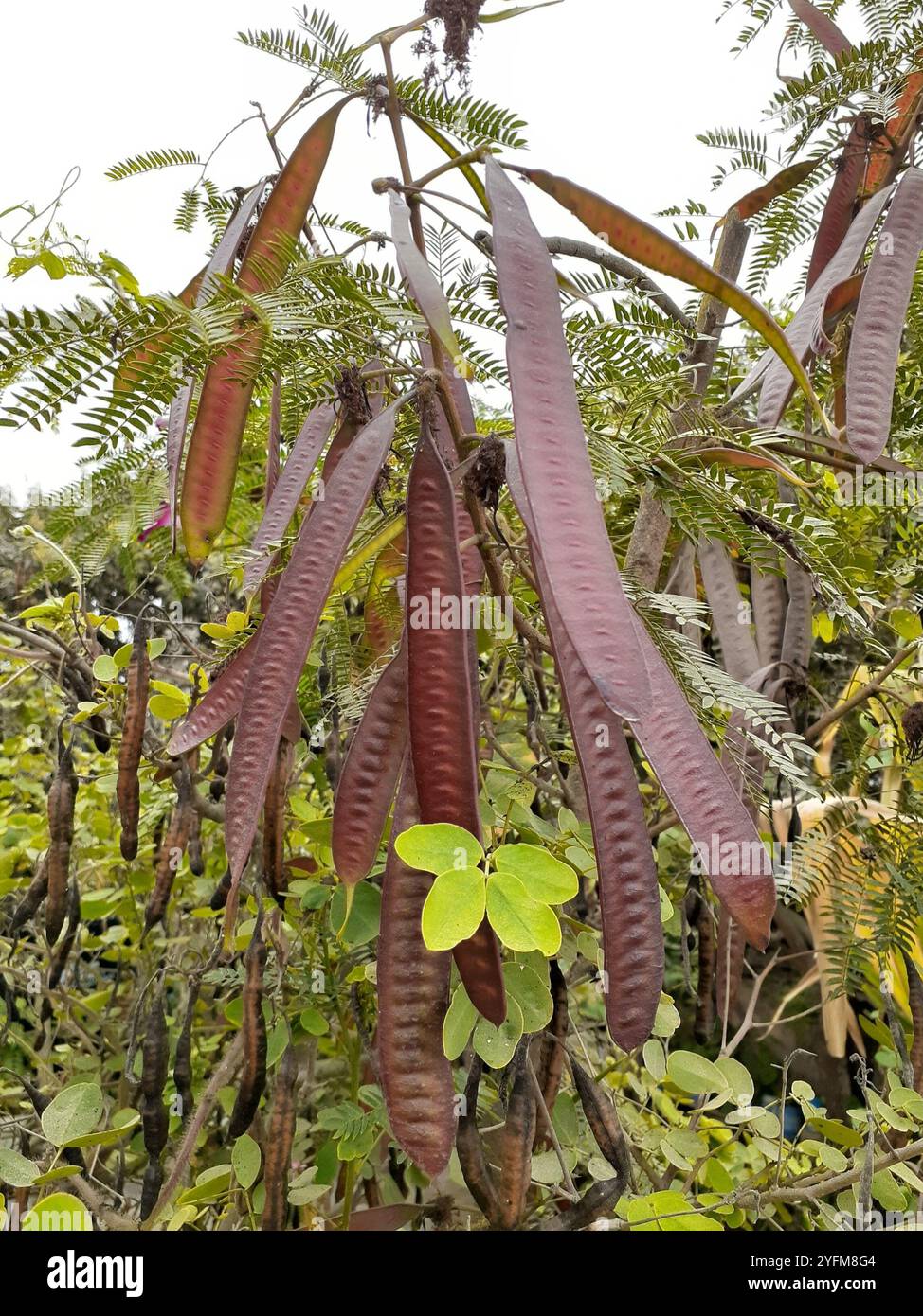 Lead Path Tree Leadtrees hi-res stock photography and images - Alamy