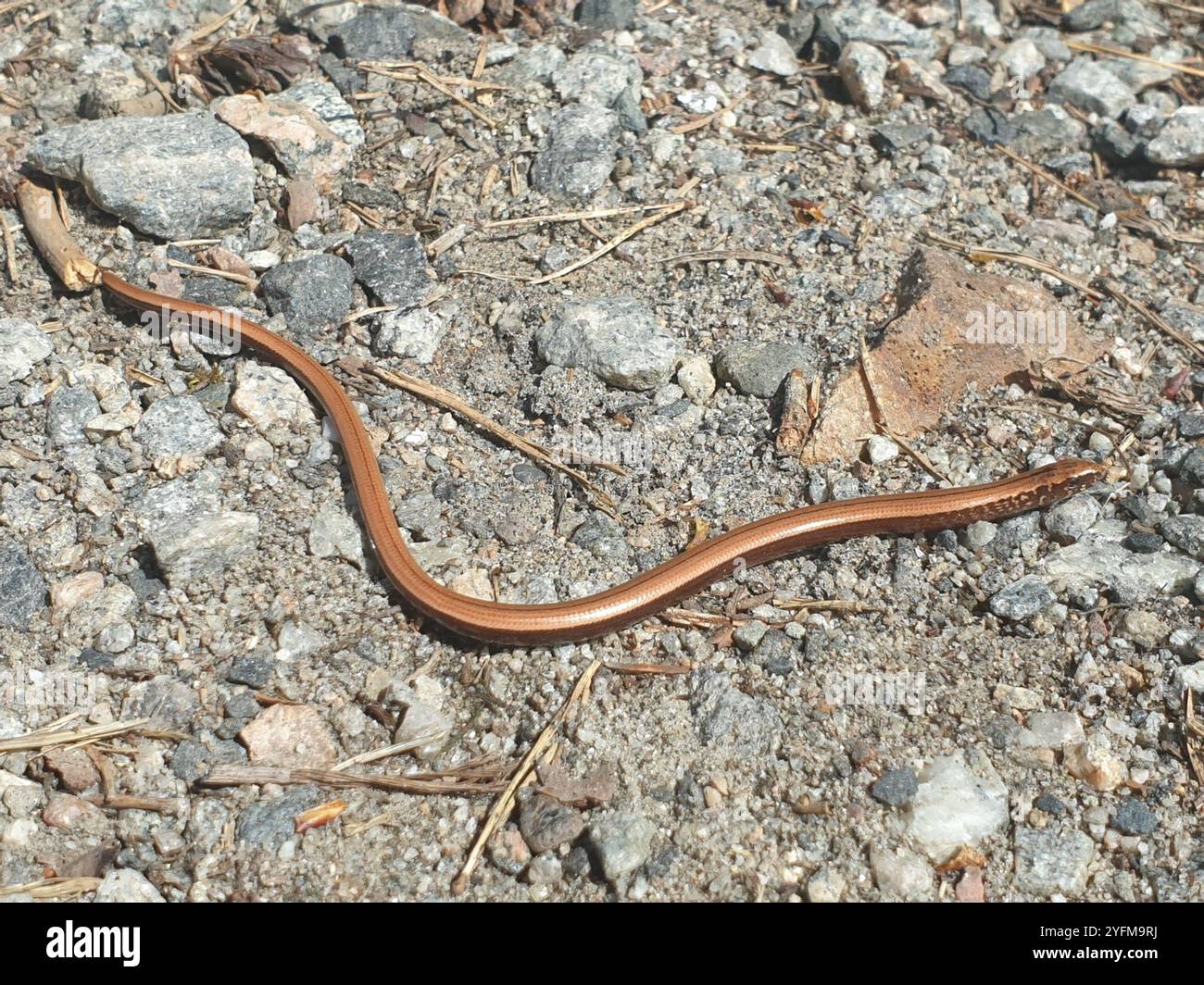 Common Slowworm (Anguis fragilis Stock Photo - Alamy