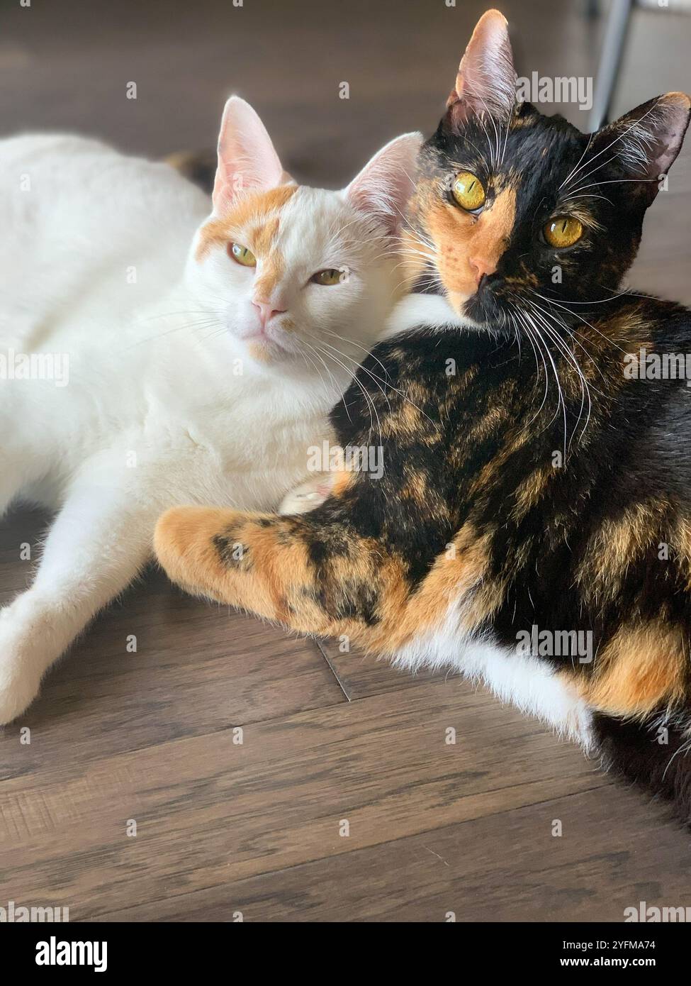 Two calico cat sisters - Smartphone Captured Stock Image