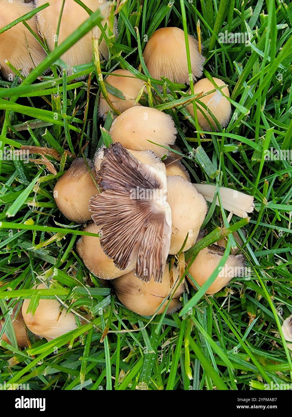 Common Ink Cap (Coprinopsis atramentaria Stock Photo - Alamy