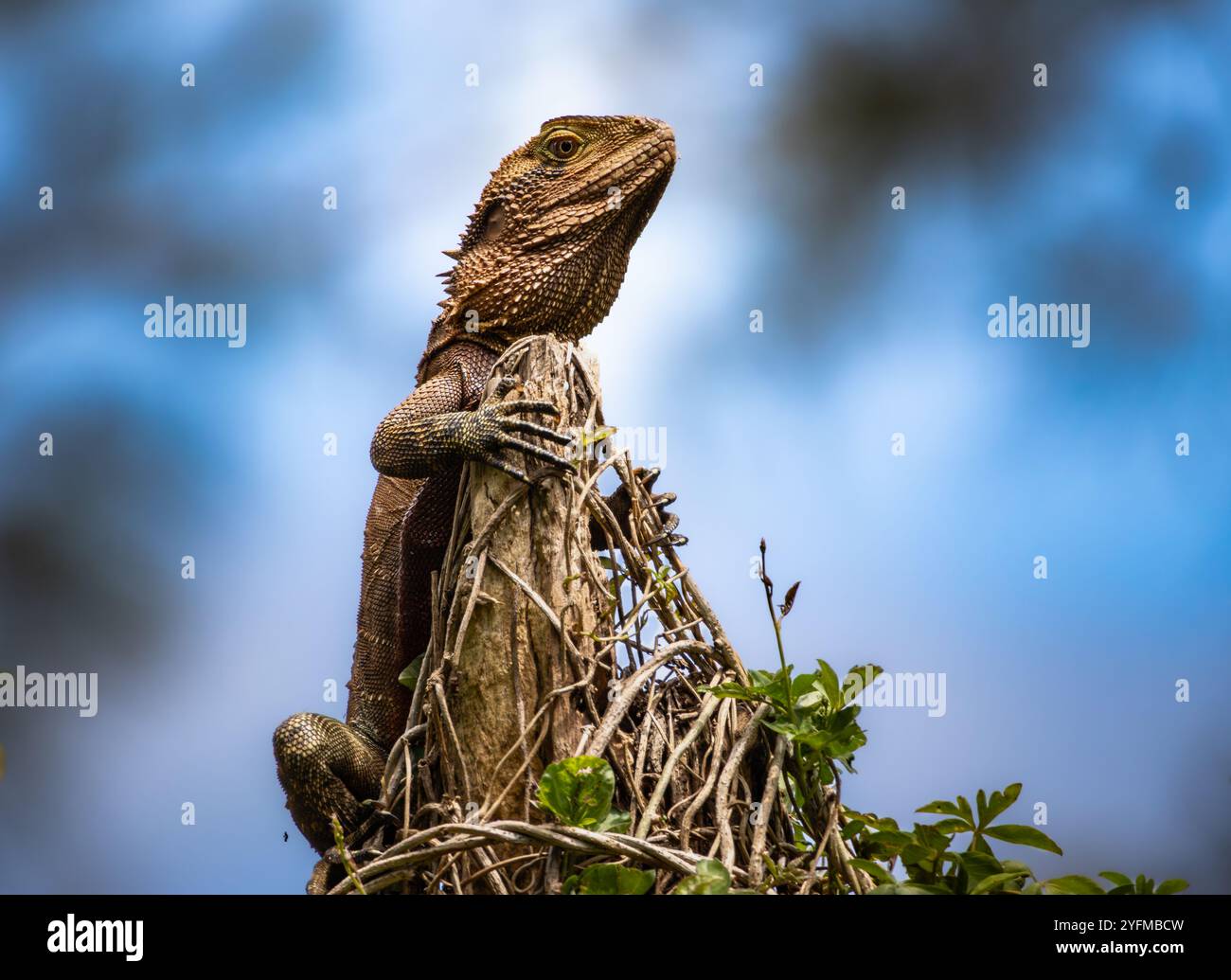 Australian eastern water dragon hi-res stock photography and images - Alamy