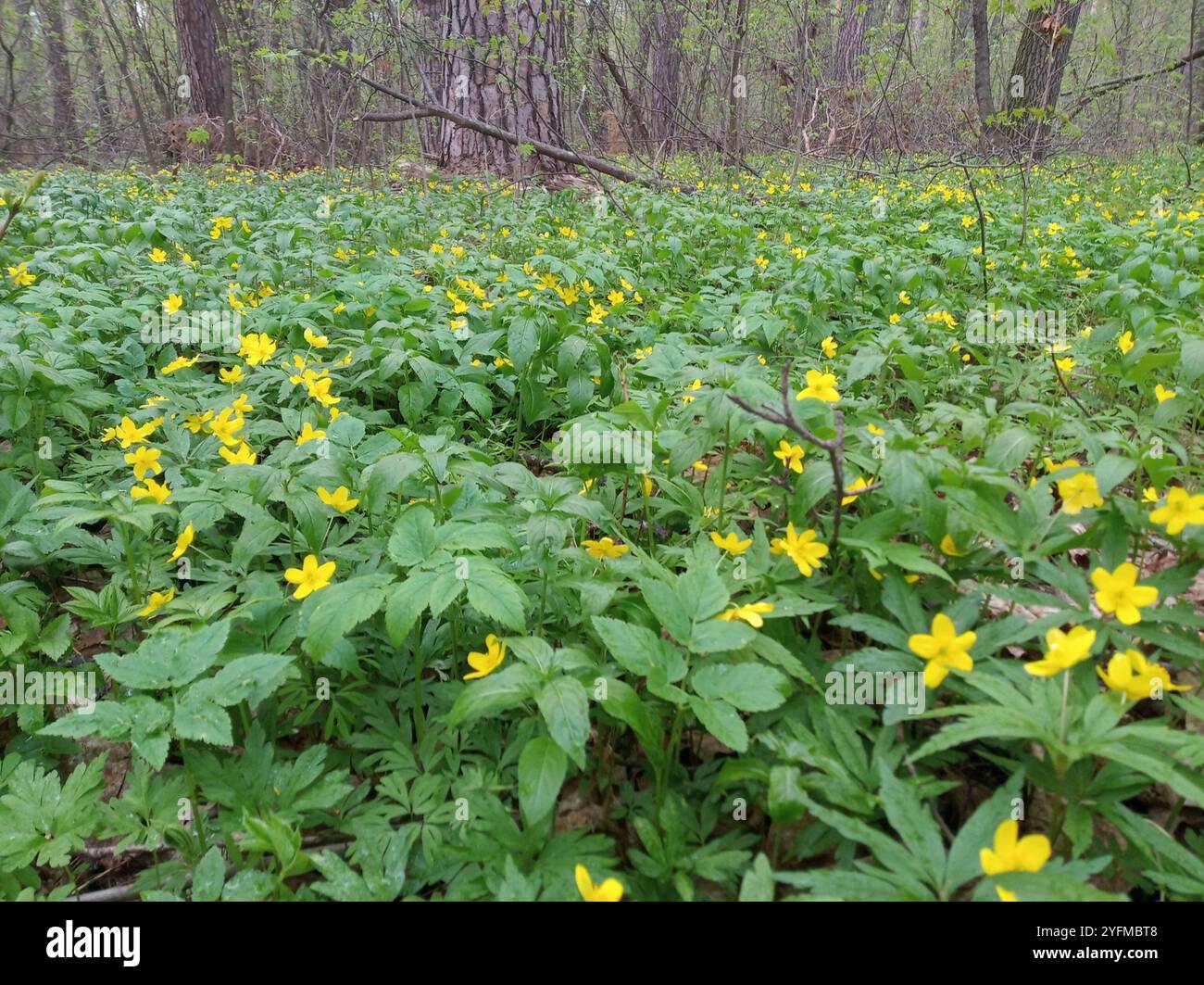Yellow Anemone (Anemonoides ranunculoides Stock Photo - Alamy