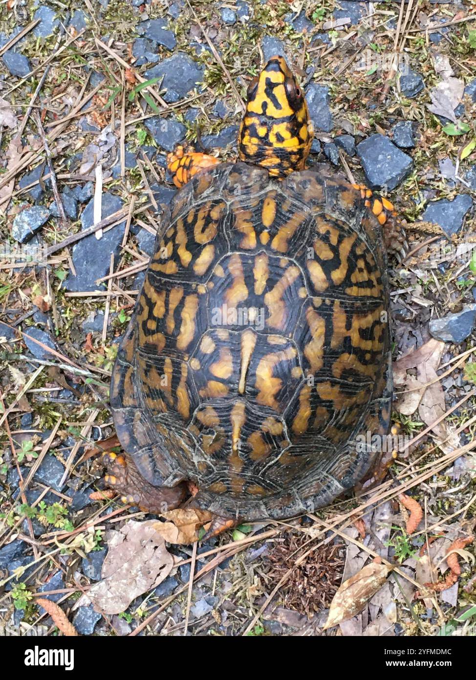 Eastern Box Turtle (Terrapene carolina carolina Stock Photo - Alamy
