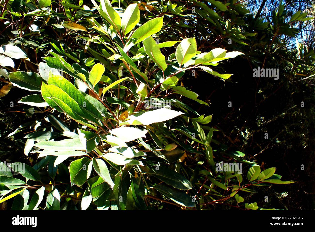 butterspoon tree (Cunonia capensis Stock Photo - Alamy
