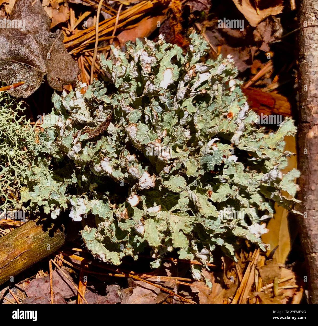 Crumpled Rag Lichen (Platismatia tuckermanii Stock Photo - Alamy