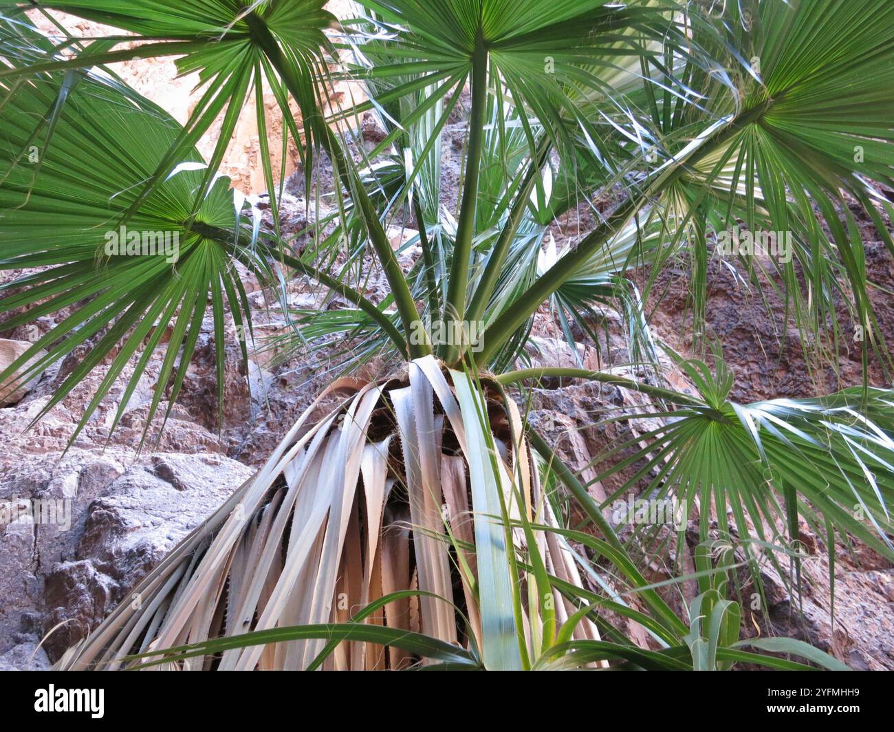 washingtonia filifera california fan palm