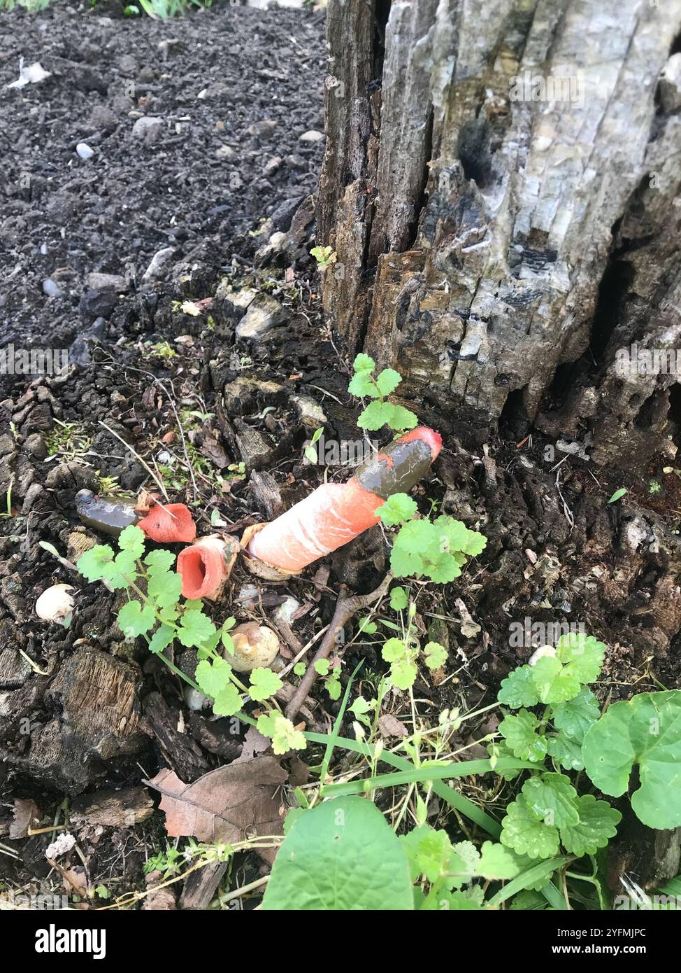 Mutinus elegans hi-res stock photography and images - Alamy