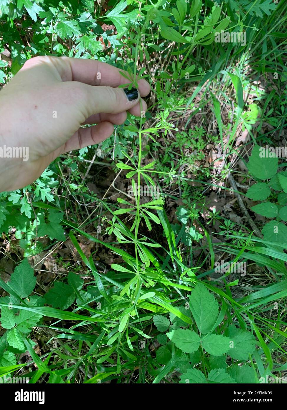 catchweed bedstraw (Galium aparine Stock Photo - Alamy
