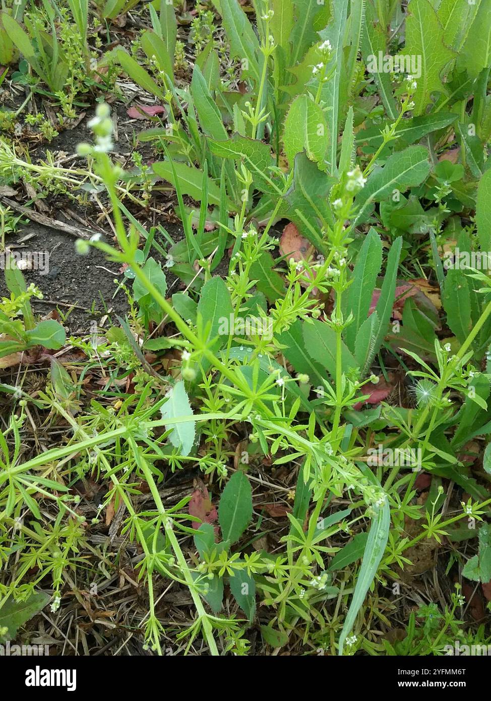 catchweed bedstraw (Galium aparine Stock Photo - Alamy