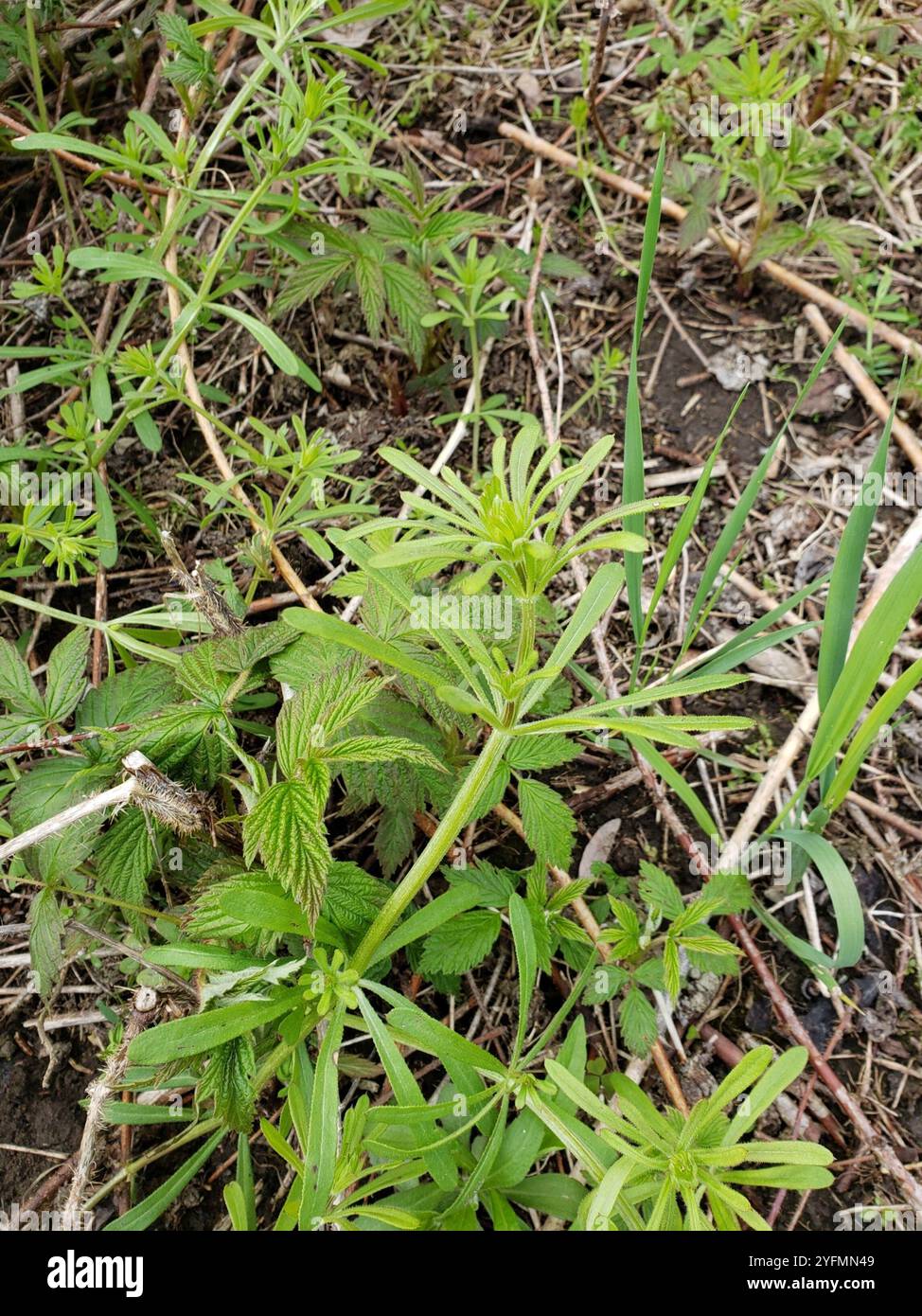 catchweed bedstraw (Galium aparine Stock Photo - Alamy