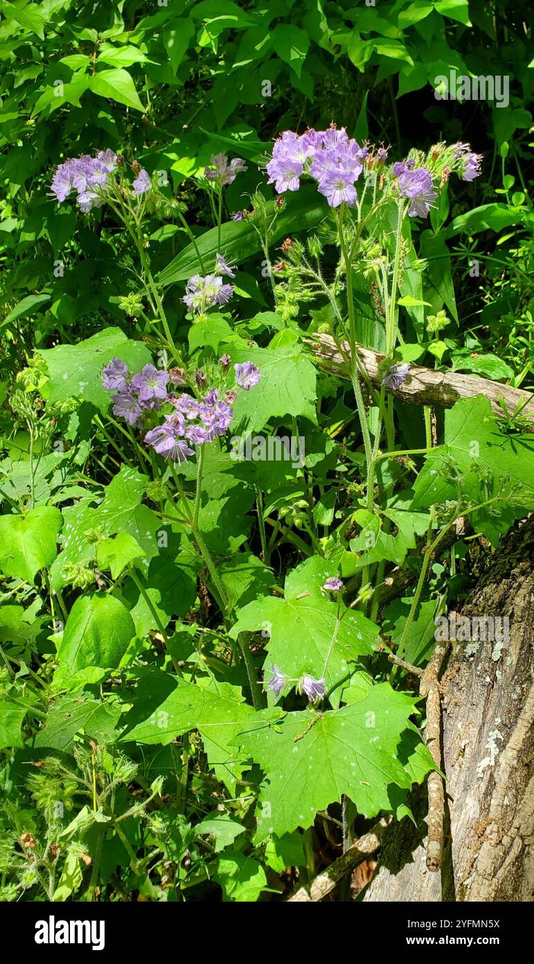 Waterleaf Stone great waterleaf (Hydrophyllum appendiculatum Stock Photo - Alamy