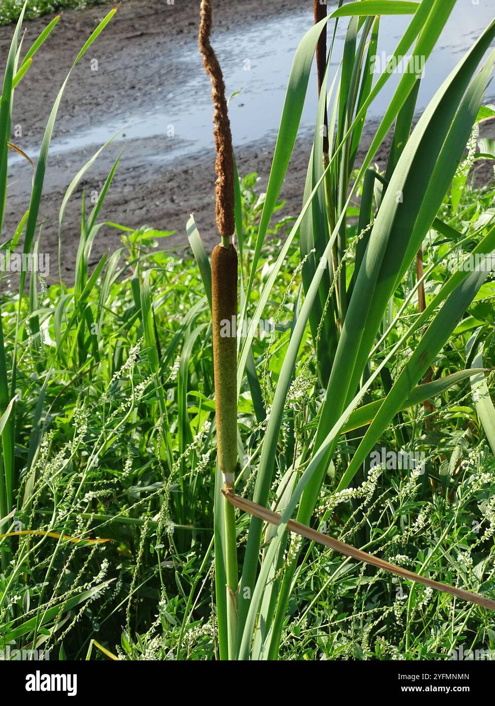 Typha domingensis hi-res stock photography and images - Alamy