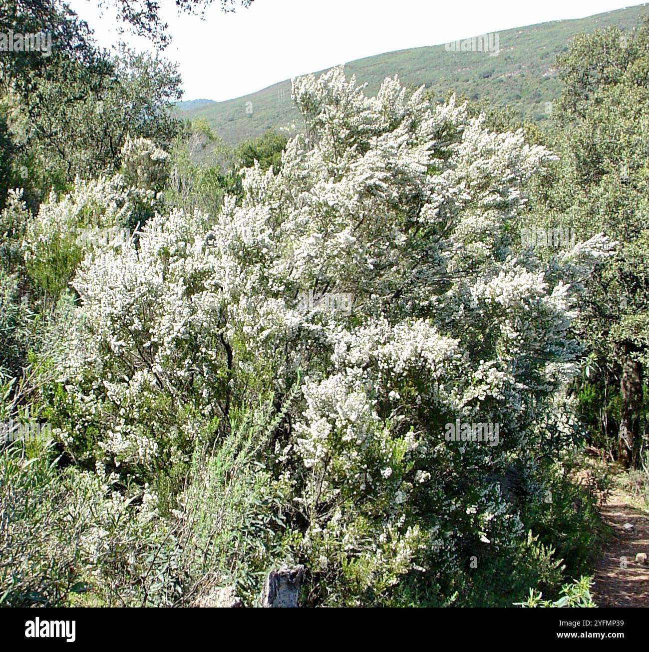 Tree heath (Erica arborea Stock Photo - Alamy