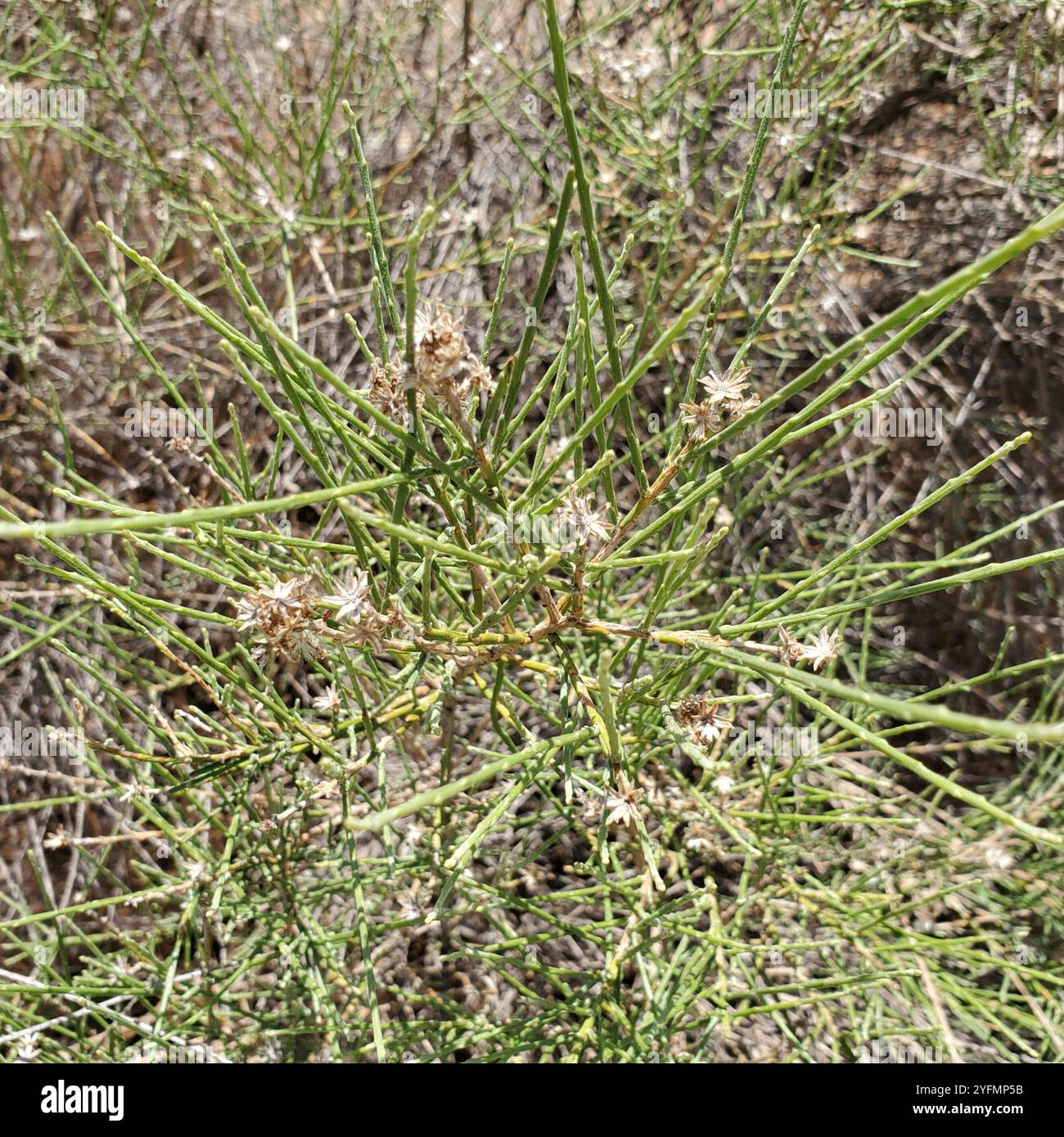 California broomsage hi-res stock photography and images - Alamy
