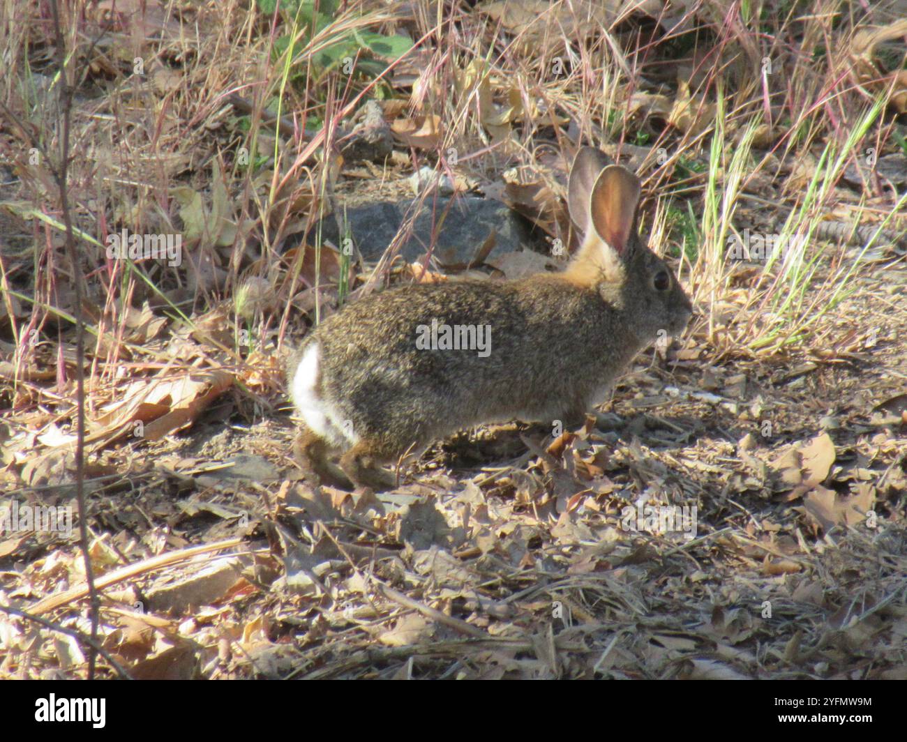 Brush Rabbit (Sylvilagus bachmani Stock Photo - Alamy