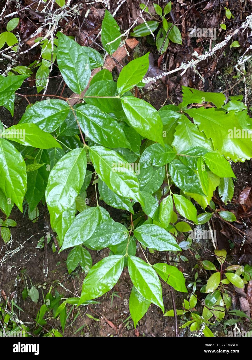 carolina-sweetshrub-calycanthus-floridus-stock-photo-alamy