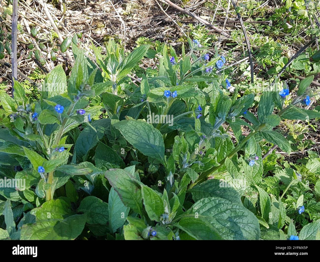 Green Alkanet (Pentaglottis sempervirens Stock Photo - Alamy