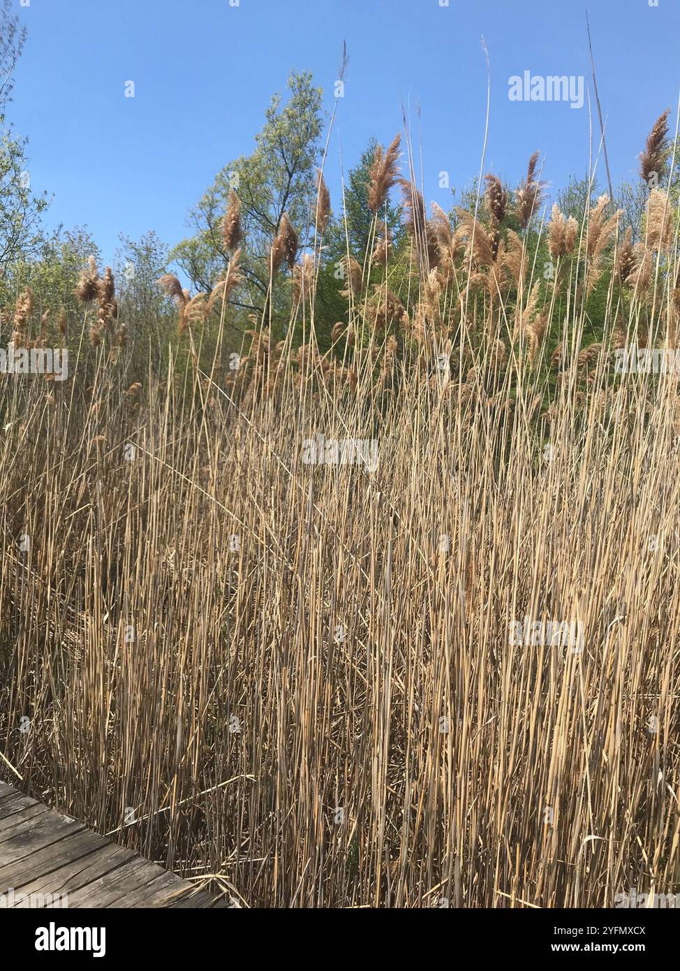 European reed (Phragmites australis australis Stock Photo - Alamy
